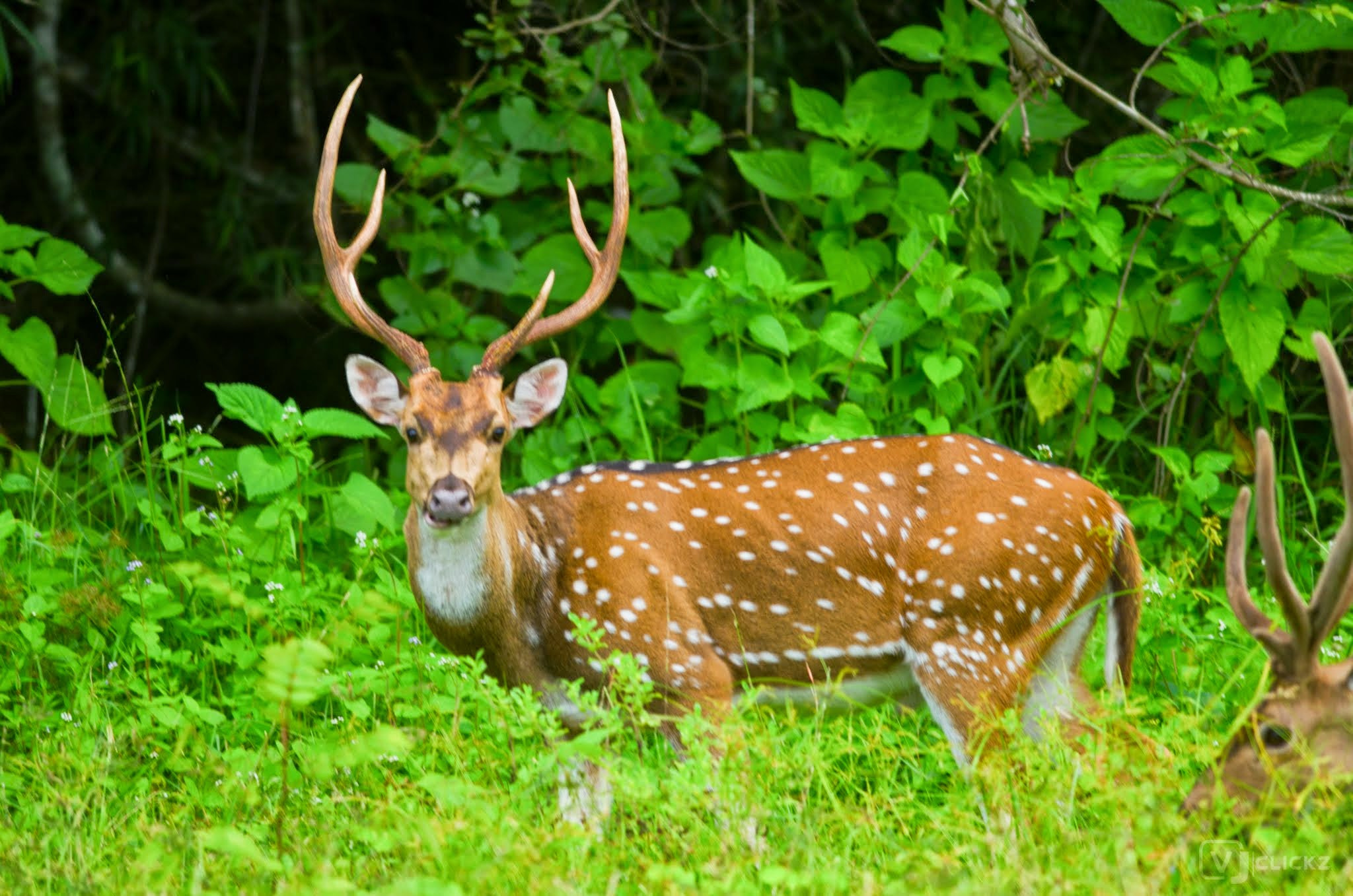 Nikon D5100 + Nikon AF-S Nikkor 300mm F4D ED-IF sample photo. Spotted deer photography