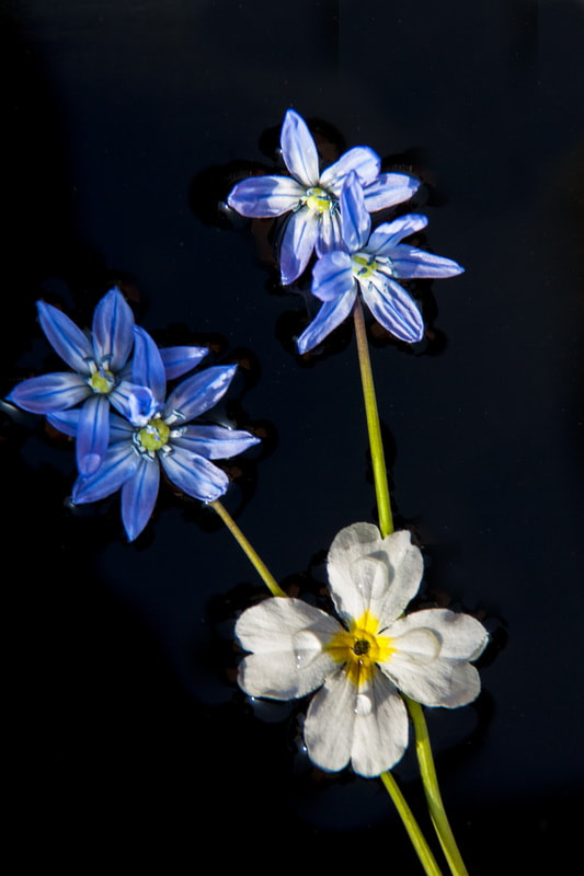 Canon EF-S 18-135mm F3.5-5.6 IS sample photo. Spring flowers photography
