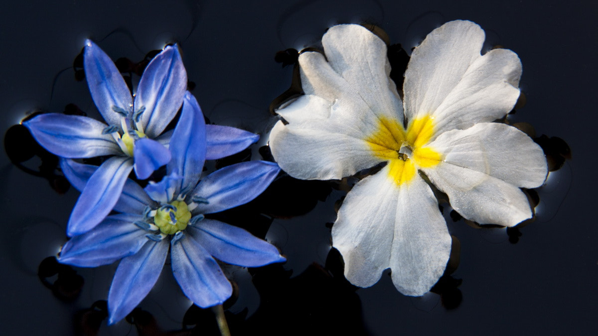 Canon EF-S 18-135mm F3.5-5.6 IS sample photo. Spring flowers photography