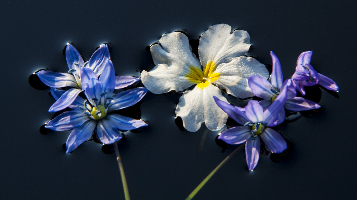 Canon EF-S 18-135mm F3.5-5.6 IS sample photo. Spring flowers photography