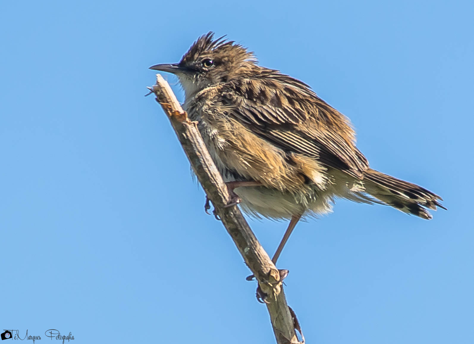 Sigma 150-500mm F5-6.3 DG OS HSM sample photo. Cisticola juncidis photography