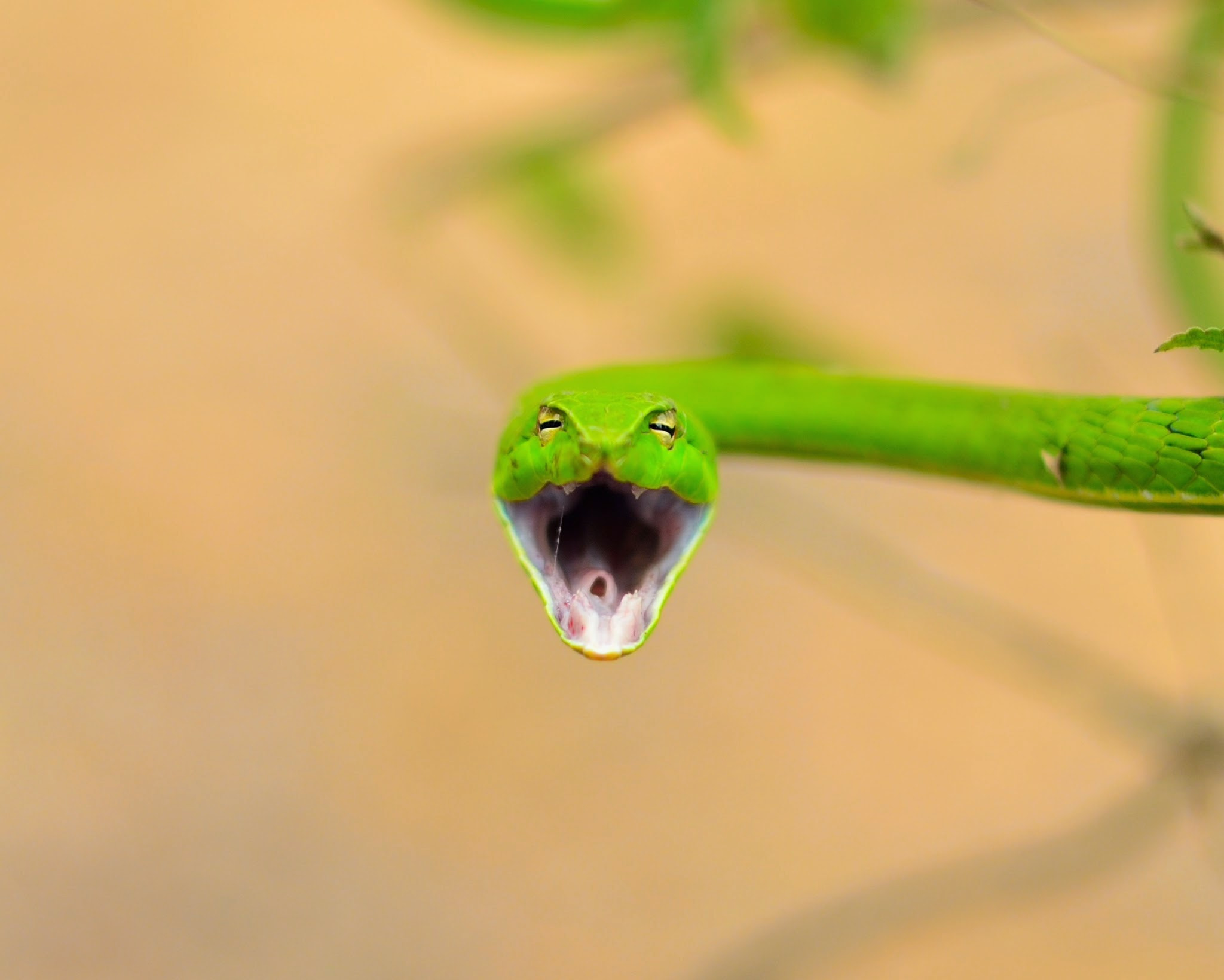 Nikon D5100 sample photo. Green snake photography