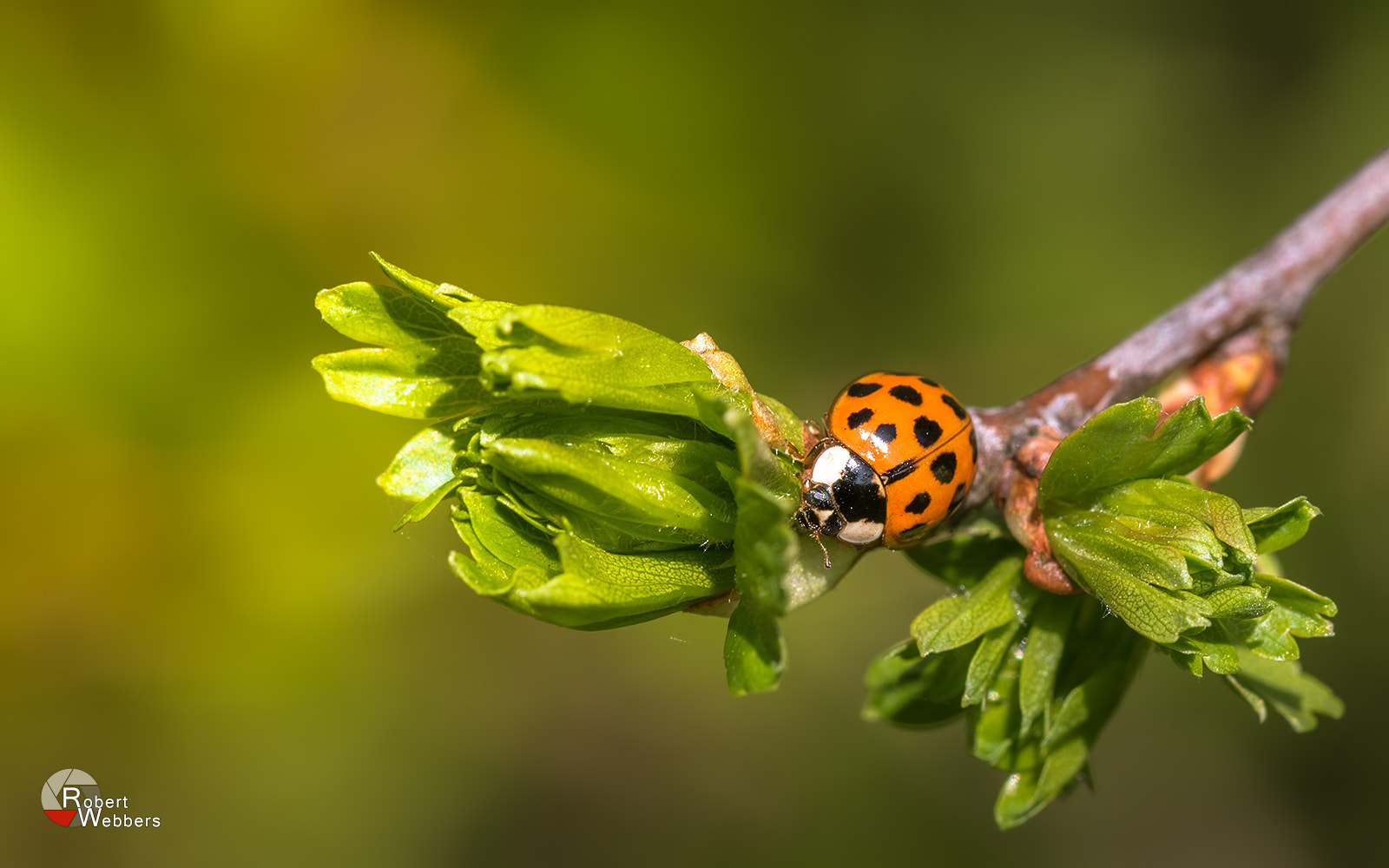 Canon EF 100mm F2.8L Macro IS USM sample photo. Ladybug photography