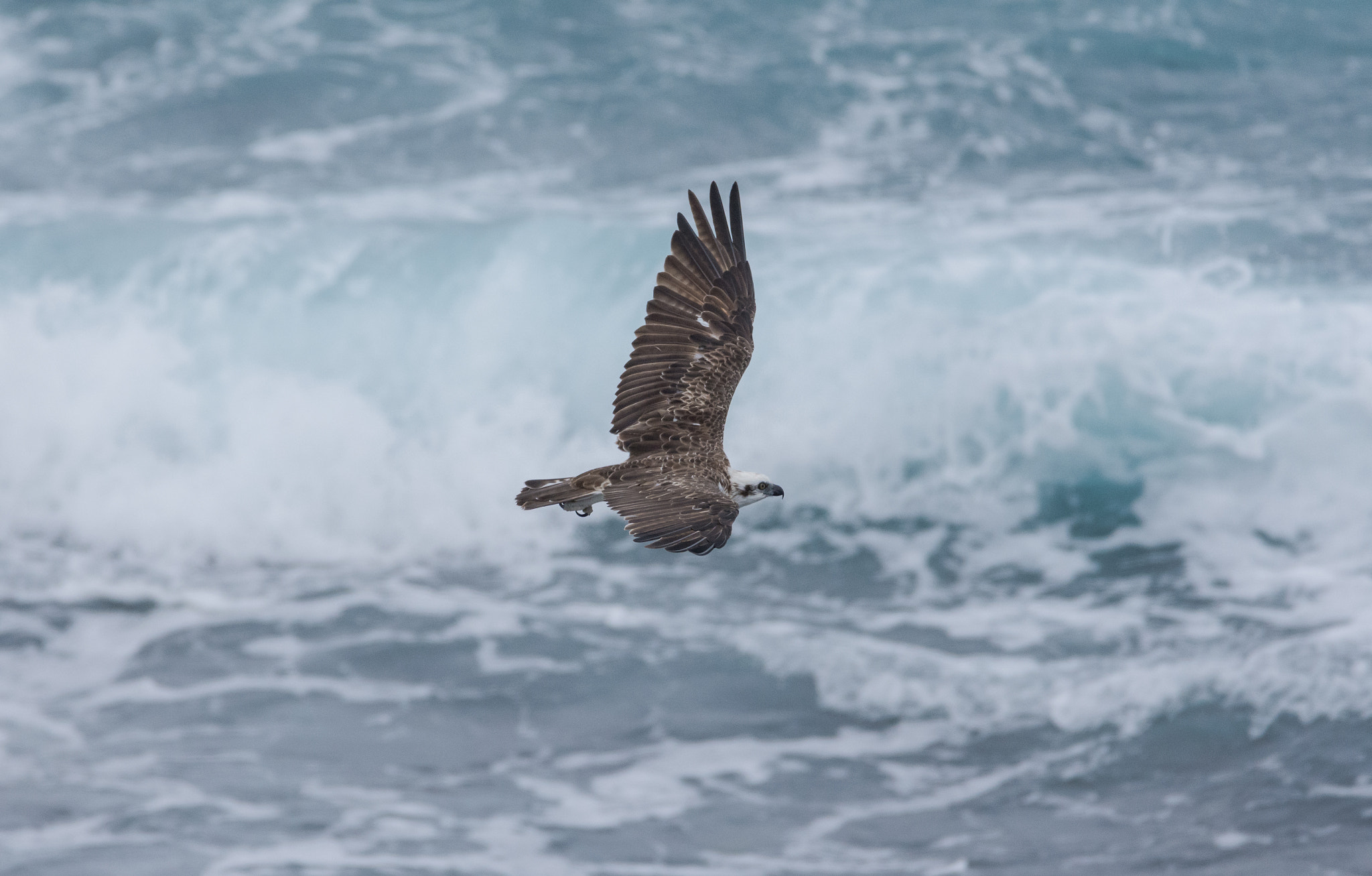 Nikon D7200 + Sigma 150-600mm F5-6.3 DG OS HSM | C sample photo. Fly with me trough the storm photography