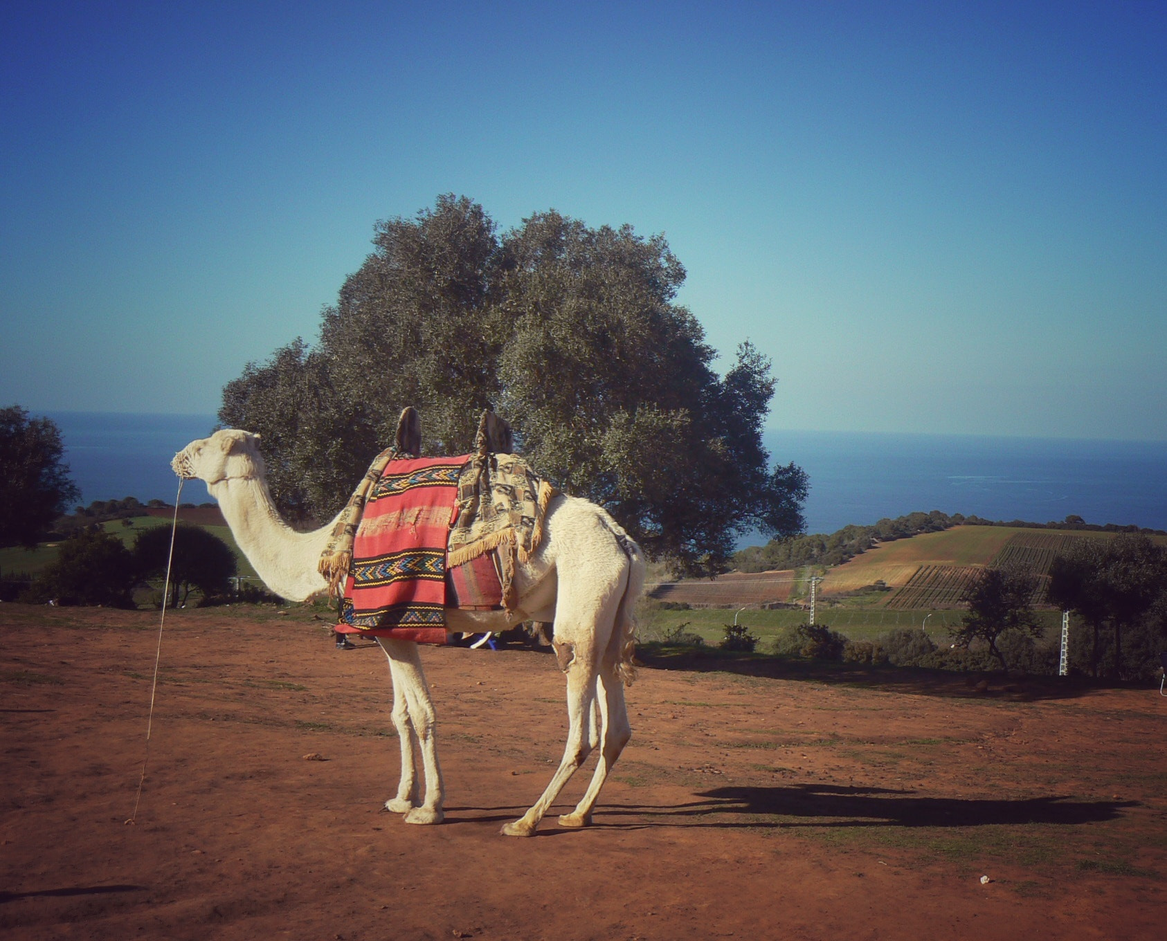 Panasonic DMC-FZ7 sample photo. The shadow of a camel photography