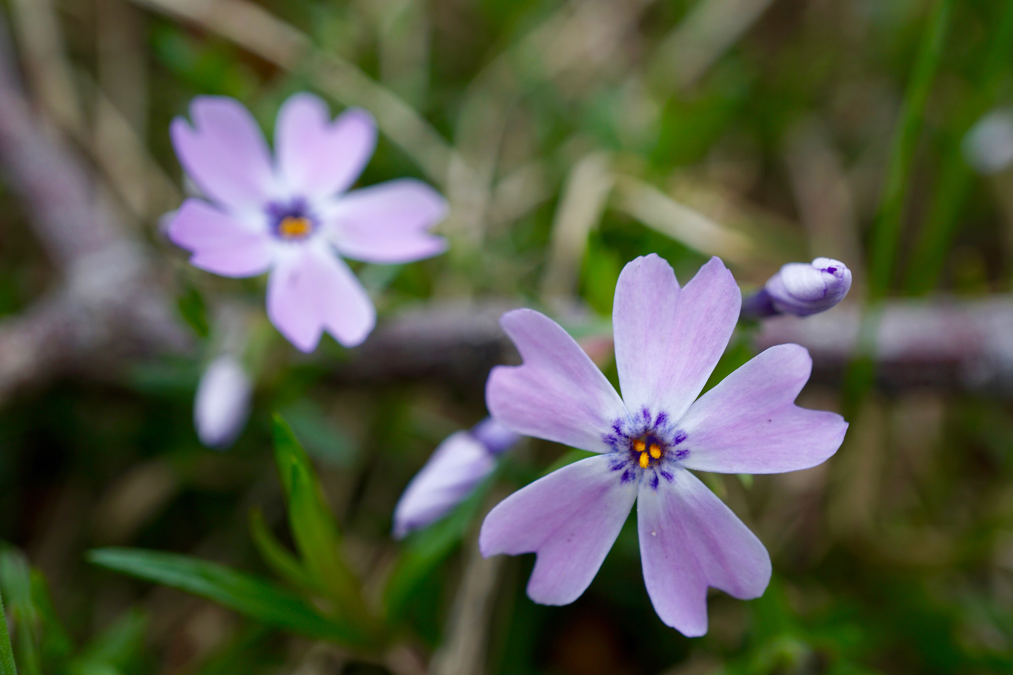 Sony a6000 + Sony E 30mm F3.5 sample photo. Creeping phlox photography