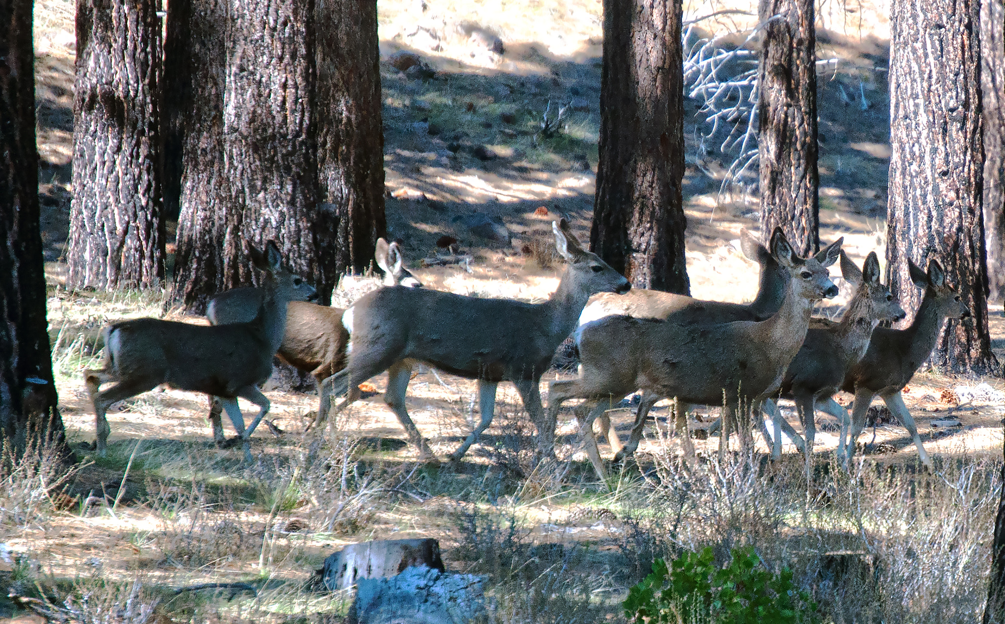 Nikon D5000 sample photo. Forest dwellers photography