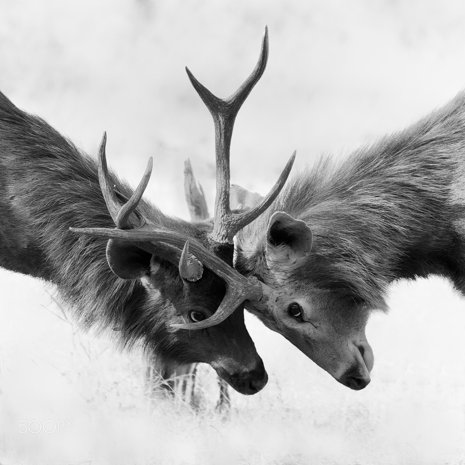 Canon EOS-1D Mark IV sample photo. A fight photography