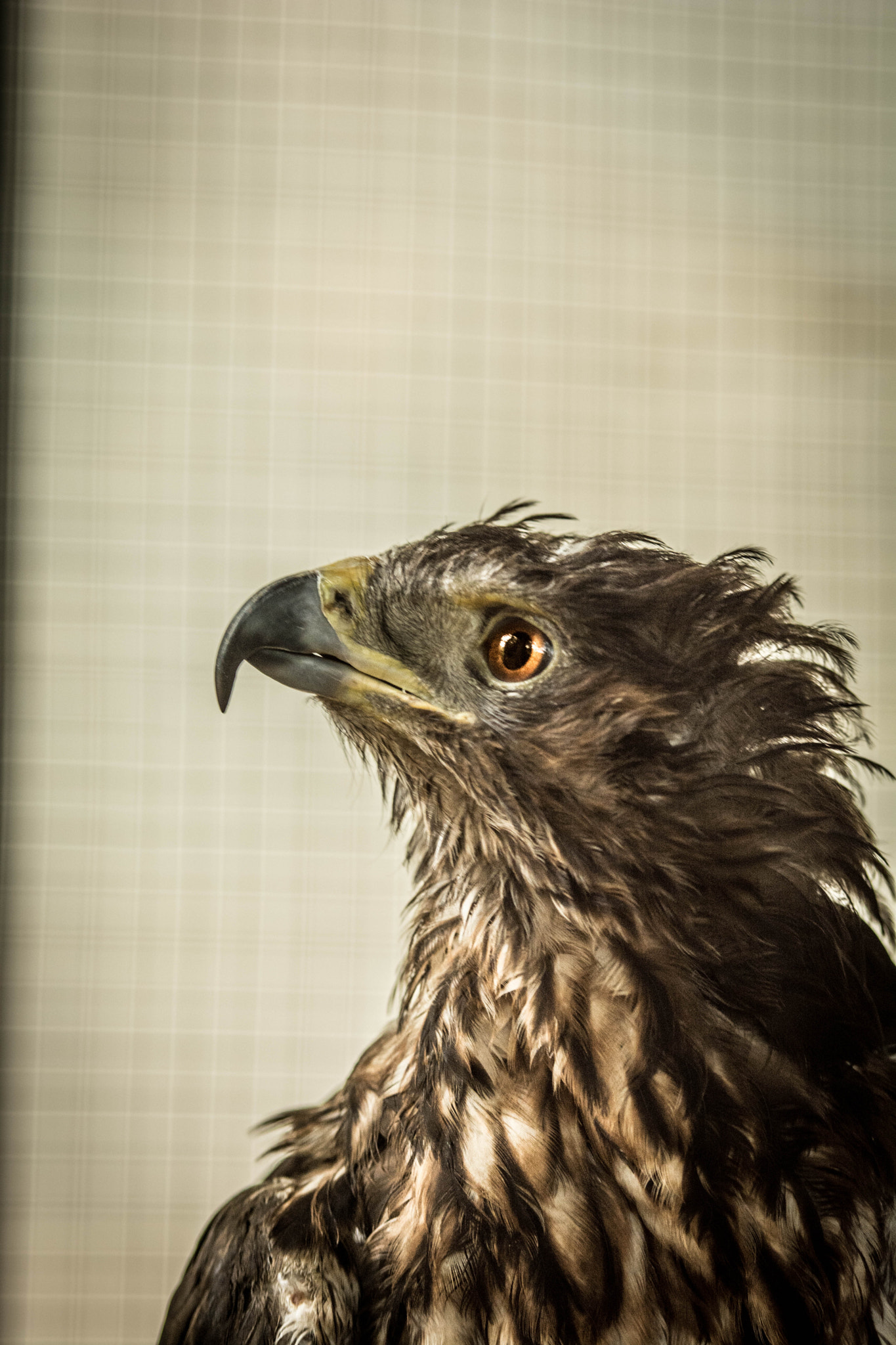 Nikon AF-S Nikkor 70-200mm F2.8G ED VR II sample photo. Hawk !! photography