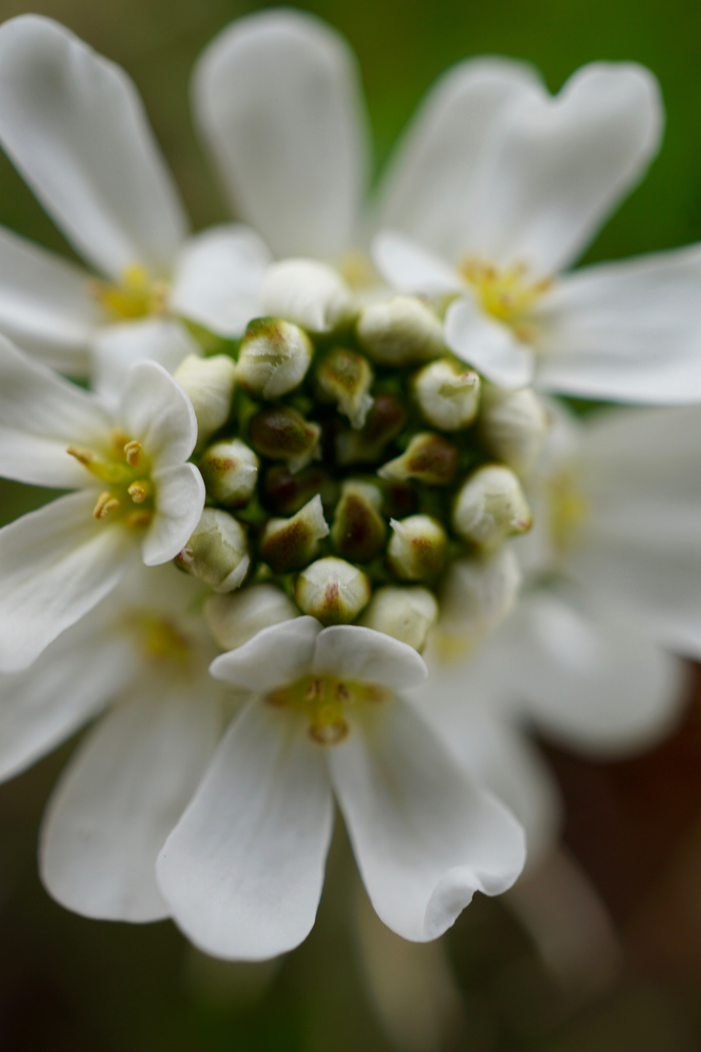 Sony a6000 + Sony E 30mm F3.5 sample photo. Candytuft photography