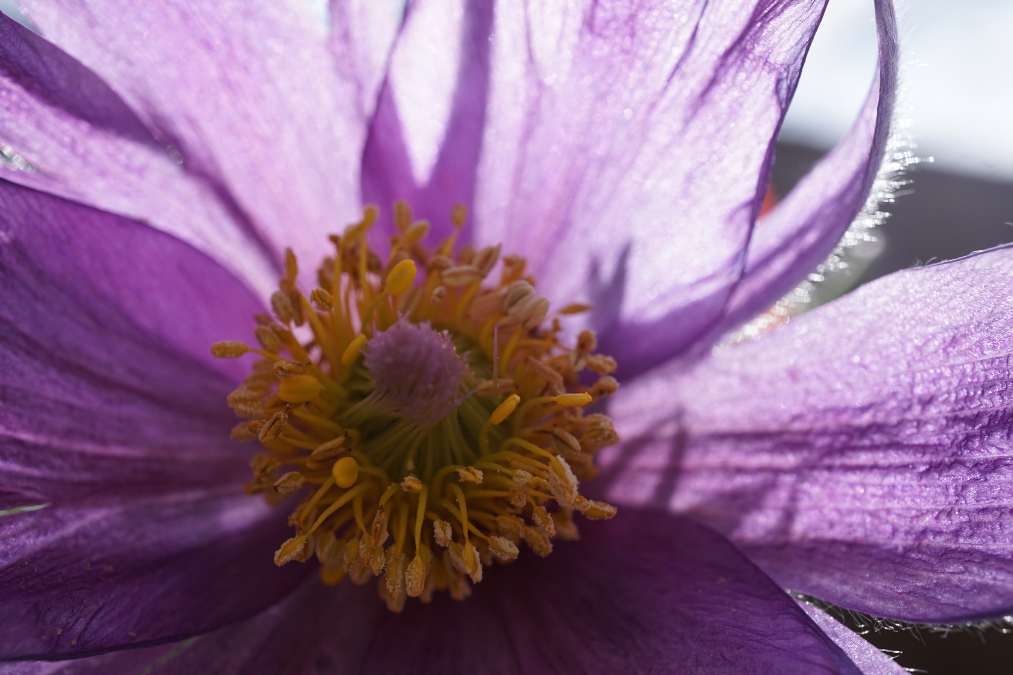 Sony E 30mm F3.5 sample photo. Japanese thimbleweed photography