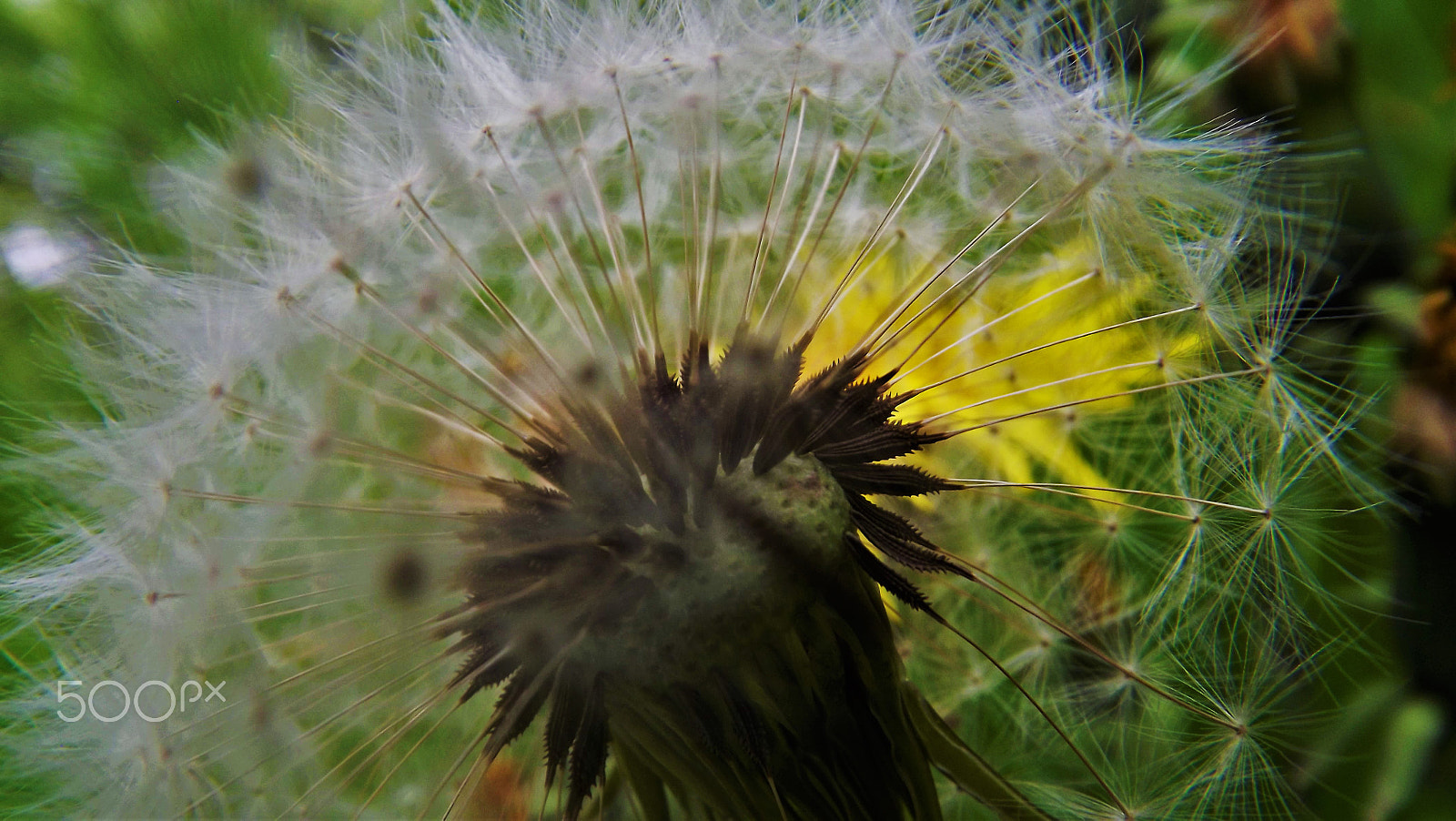 Fujifilm FinePix S3400 sample photo. Dandelion photography