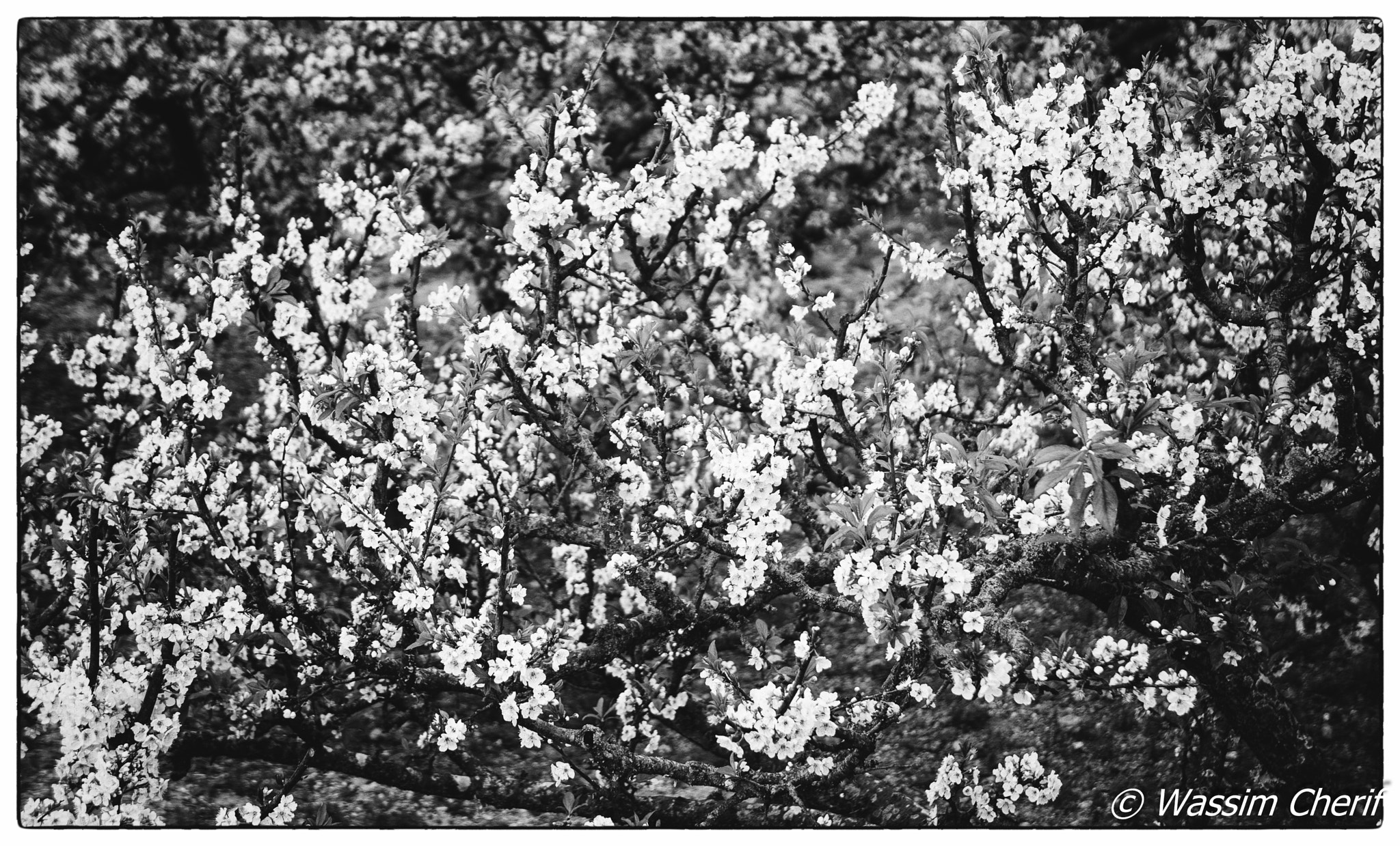 Sony Alpha NEX-5R + Sony E 18-55mm F3.5-5.6 OSS sample photo. Tiny white flowers photography