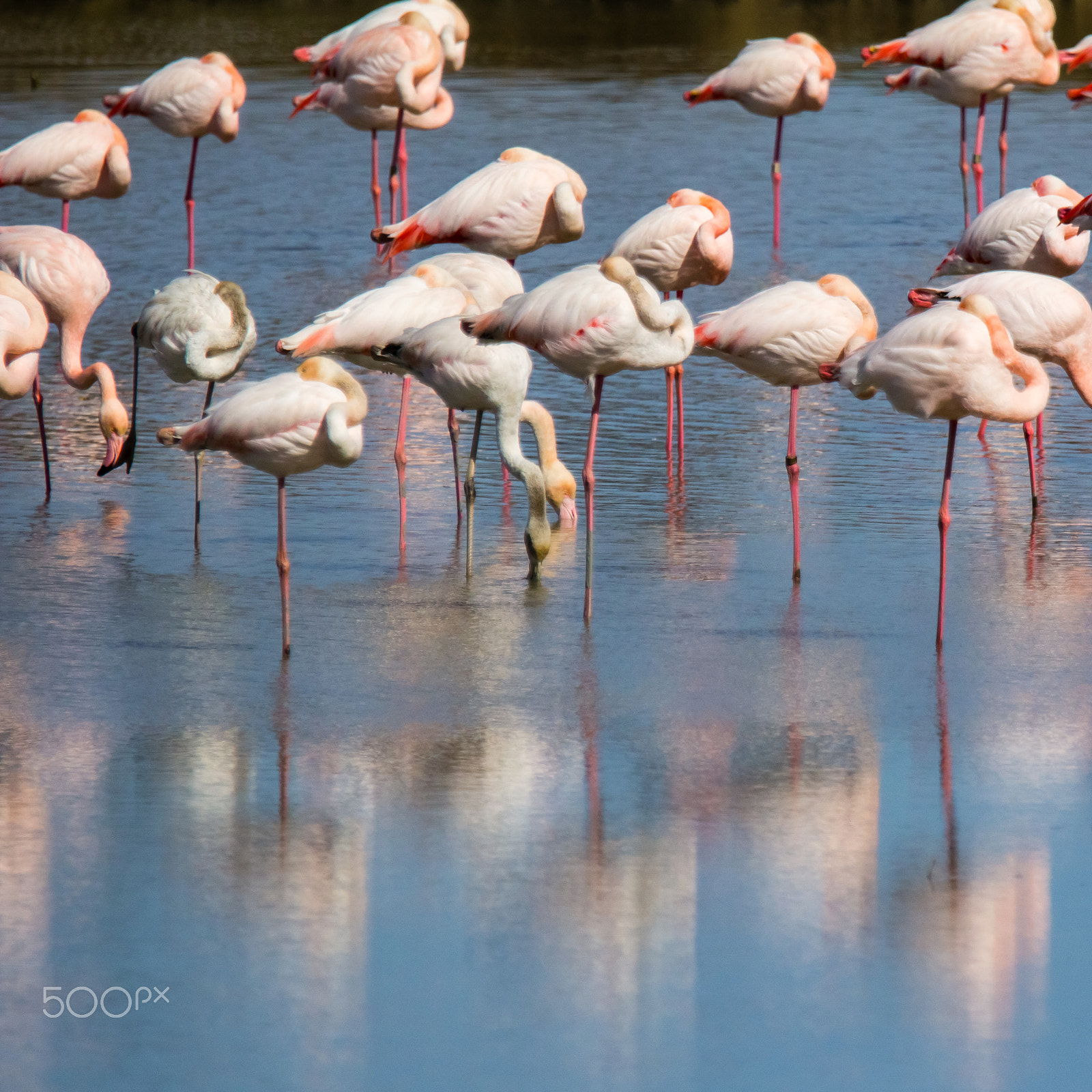 Canon EOS 60D sample photo. Pink flamingos reflection in blue water photography