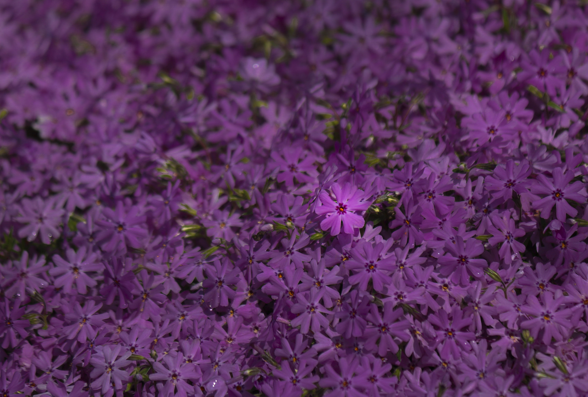Canon EF-S 55-250mm F4-5.6 IS II sample photo. Purples photography