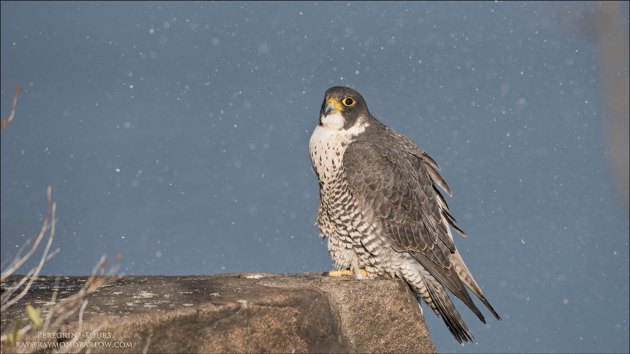 Nikon D810 + Nikon AF-S Nikkor 600mm F4G ED VR sample photo. Female peregrine falcon photography