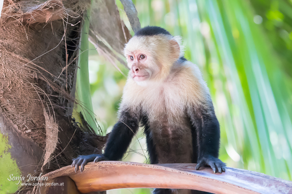 Nikon D500 sample photo. Capuchin monkey photography