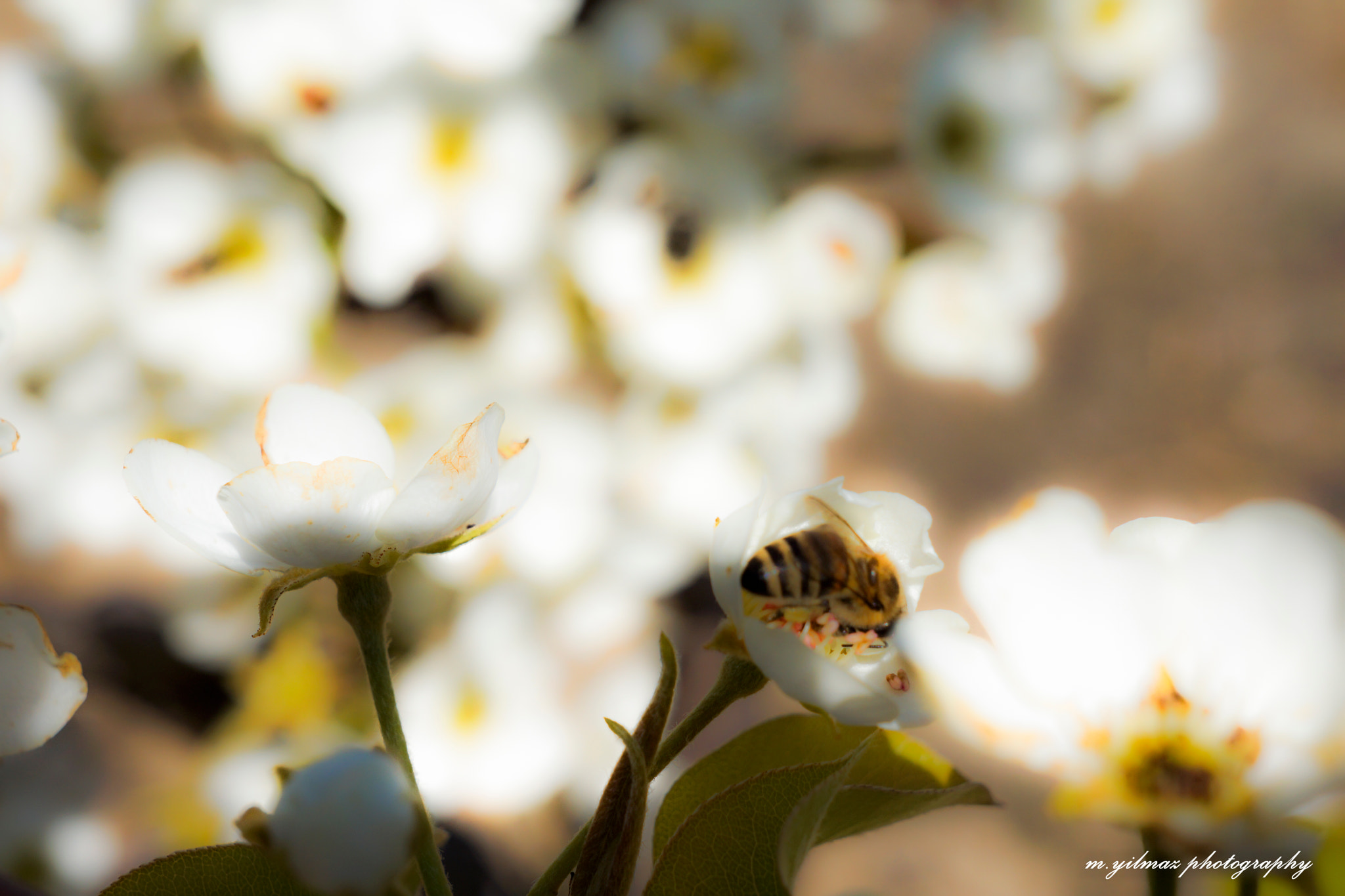 Sony Alpha NEX-7 + Sony E 18-55mm F3.5-5.6 OSS sample photo. Honey time for a nice one and bees. photography