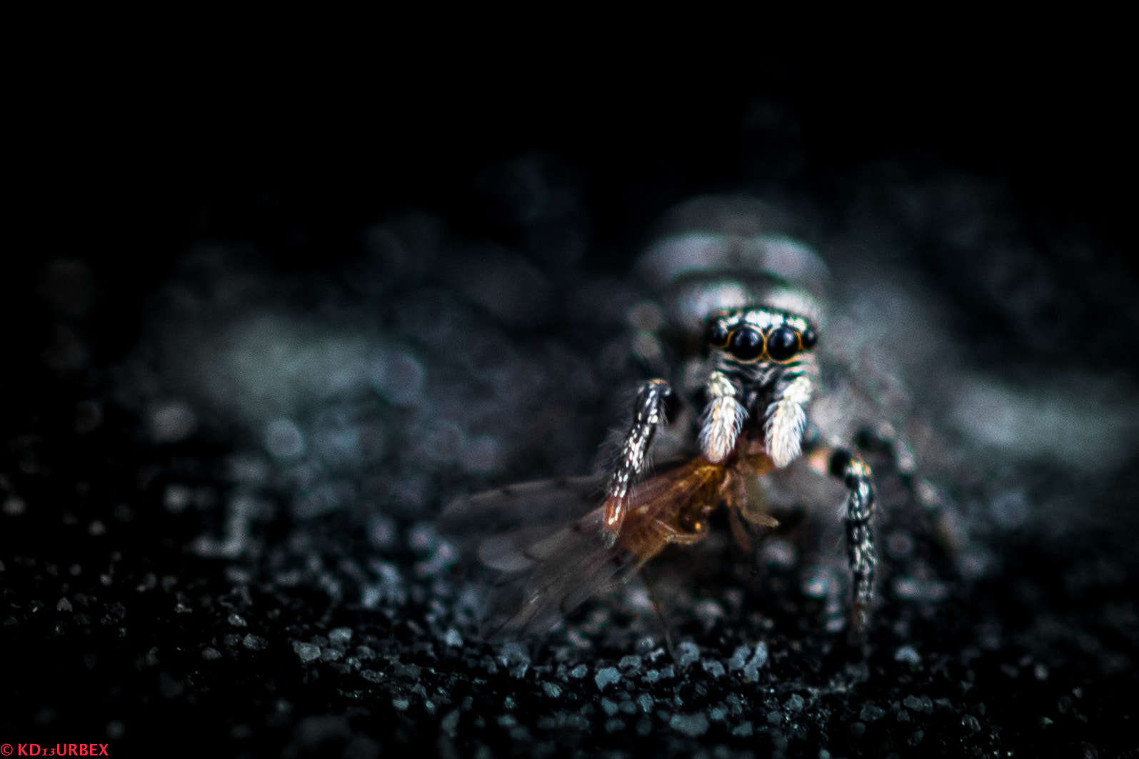 Sigma 105mm F2.8 EX DG OS HSM sample photo. The micro killer photography