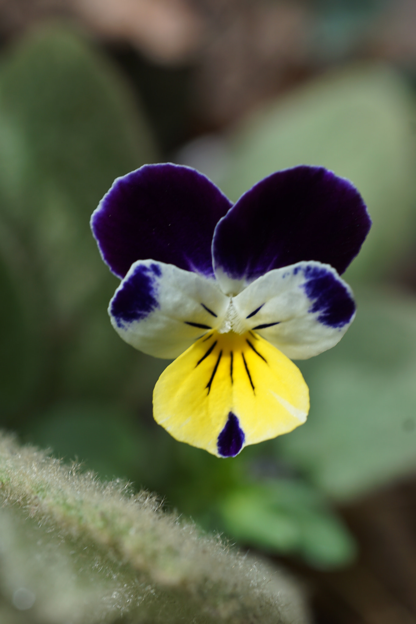 Sony a6000 + Sony E 30mm F3.5 sample photo. Pansy photography