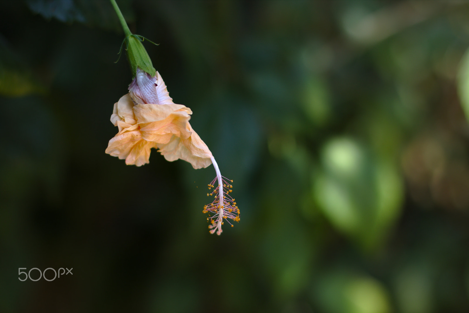 Canon EOS 70D sample photo. Flower #3 photography