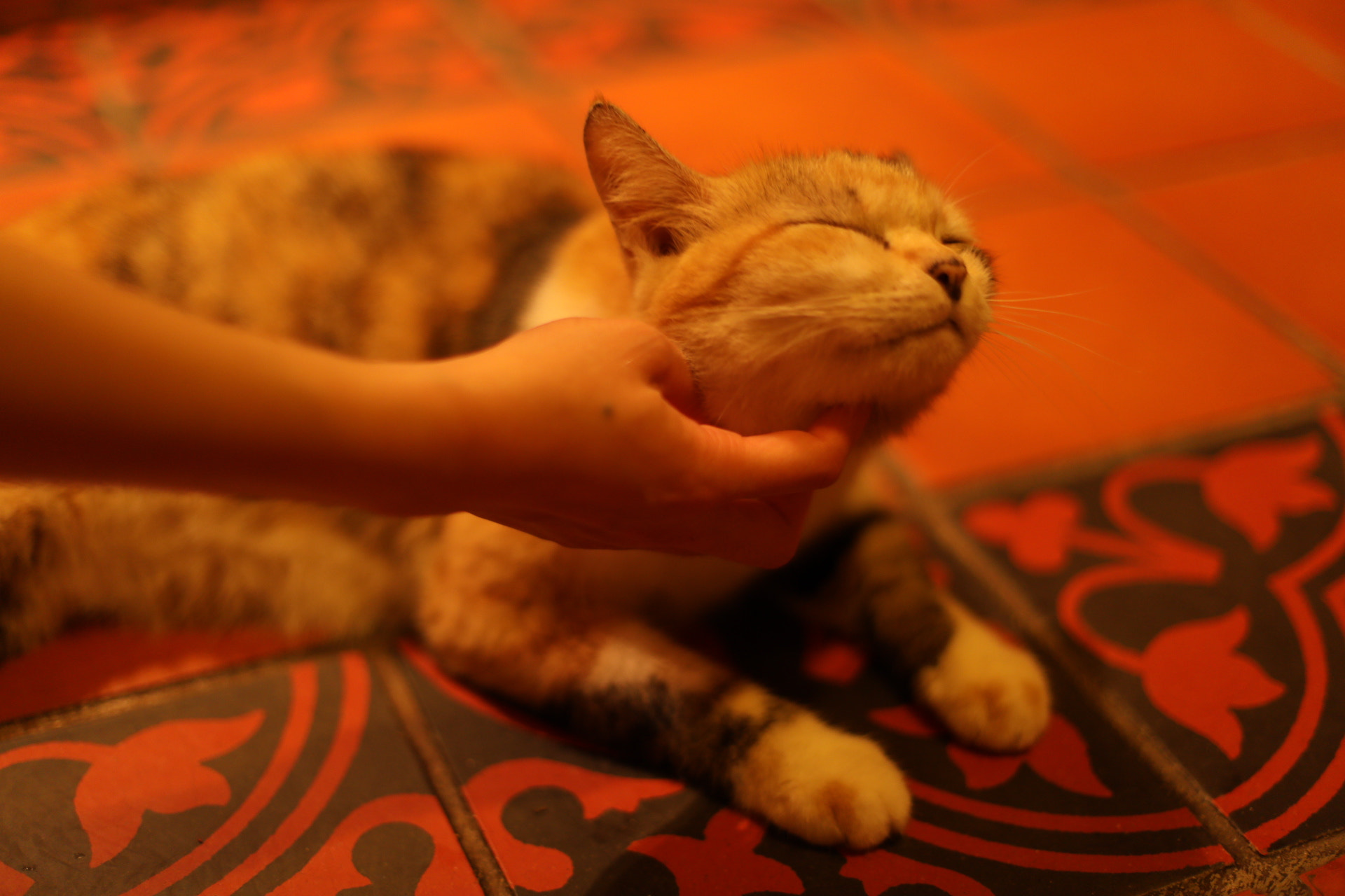Canon EF 50mm F1.4 USM sample photo. A alley cat in koh samui.she is so lovely！ photography