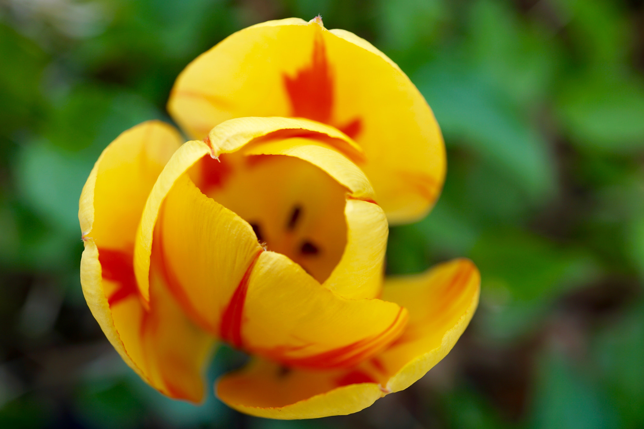 Sony E 30mm F3.5 sample photo. White & yellow tulip photography