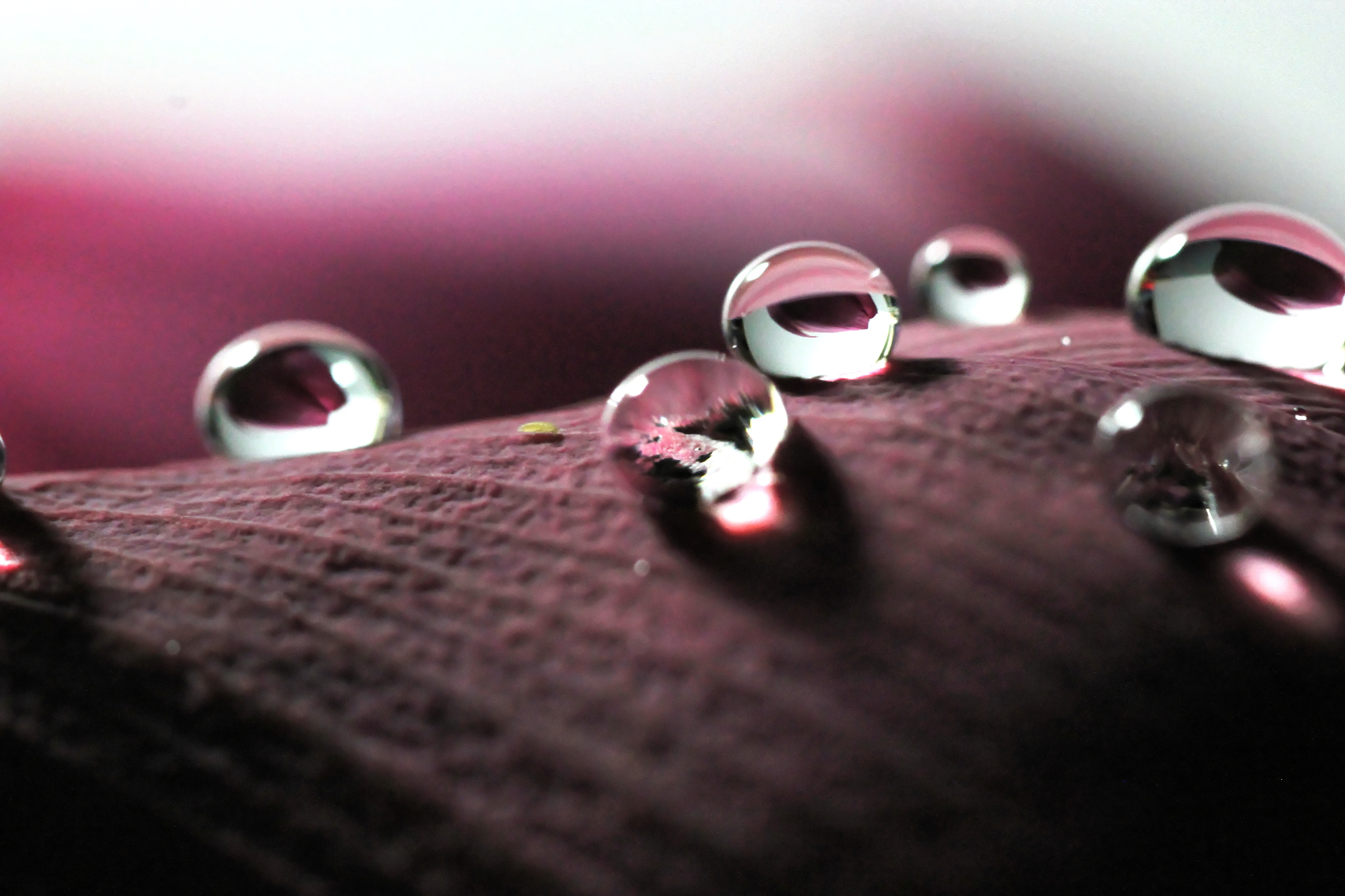 Canon EF 100mm F2.8 Macro USM sample photo. Dewdrop photography