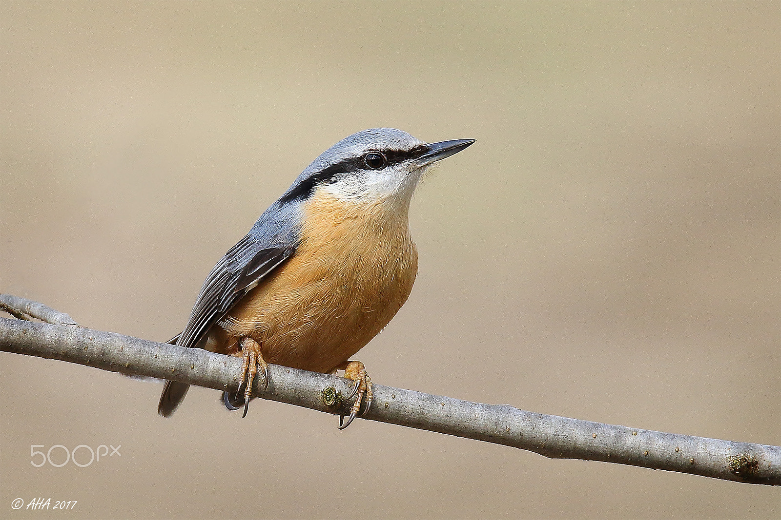 Canon EOS 7D Mark II sample photo. Mister nuthatch watching me photography
