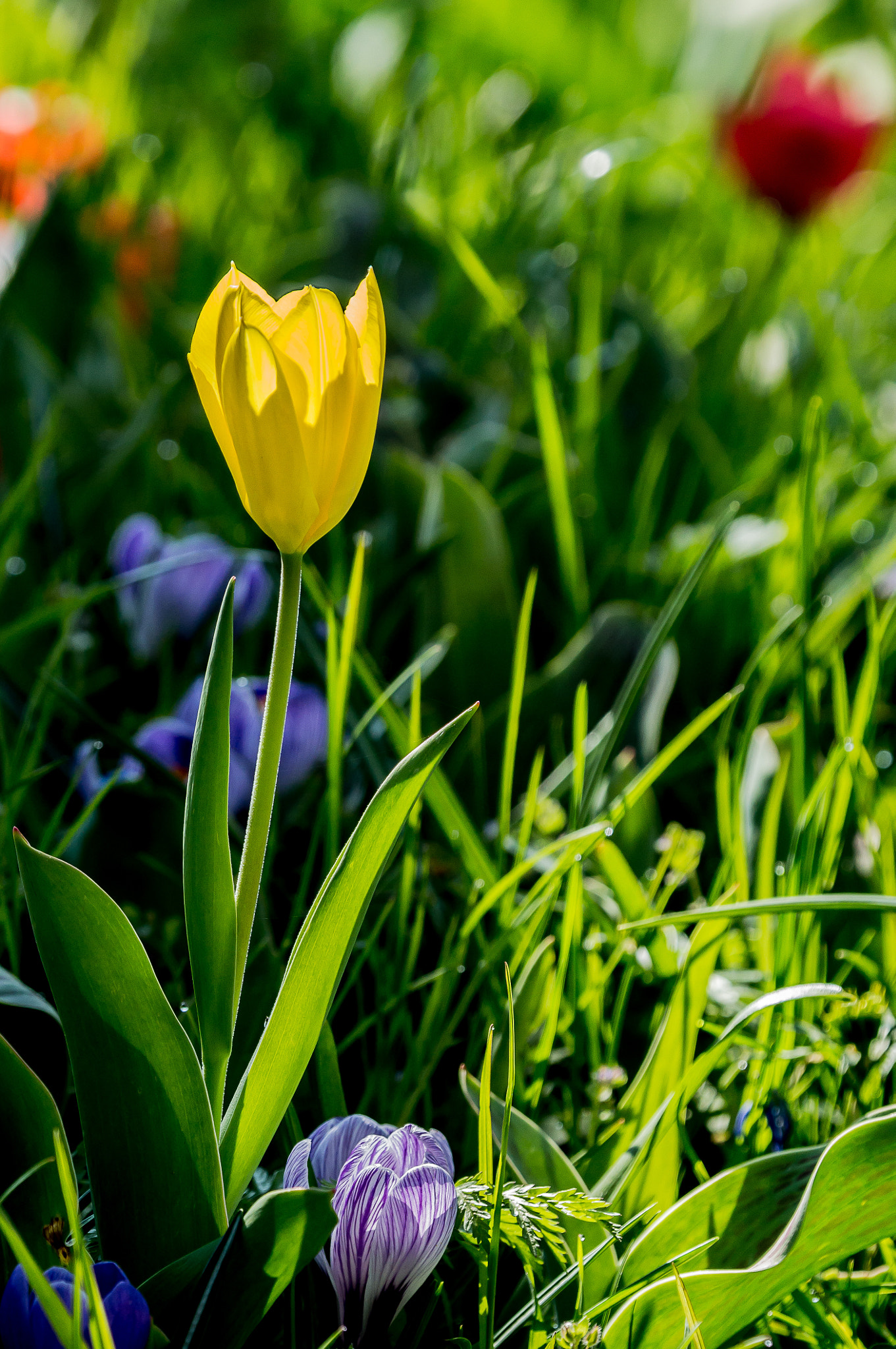 Sony Alpha NEX-6 + Tamron 18-270mm F3.5-6.3 Di II PZD sample photo. Springtime impression iii photography