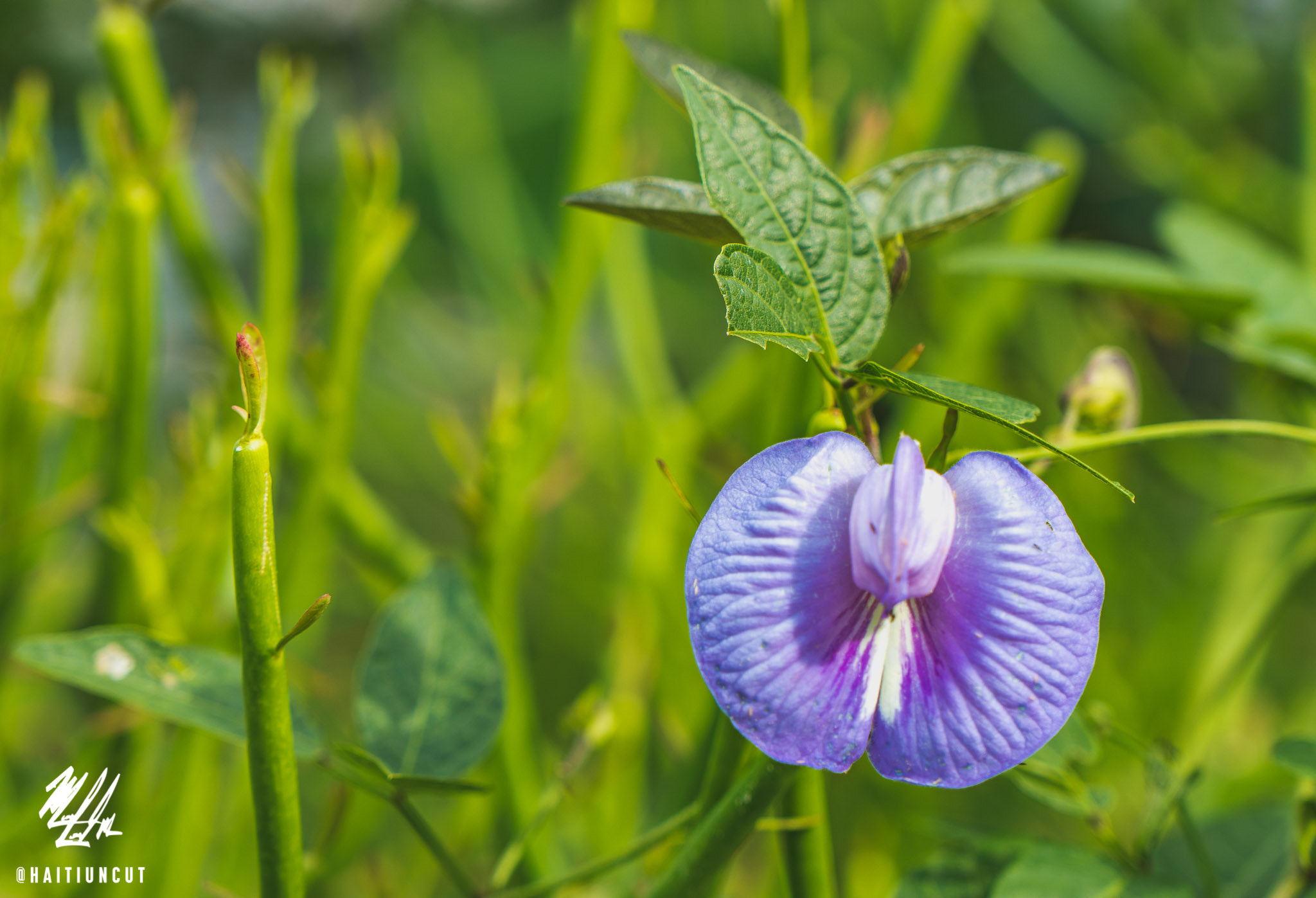 Sony a6300 sample photo. Vagina flower photography