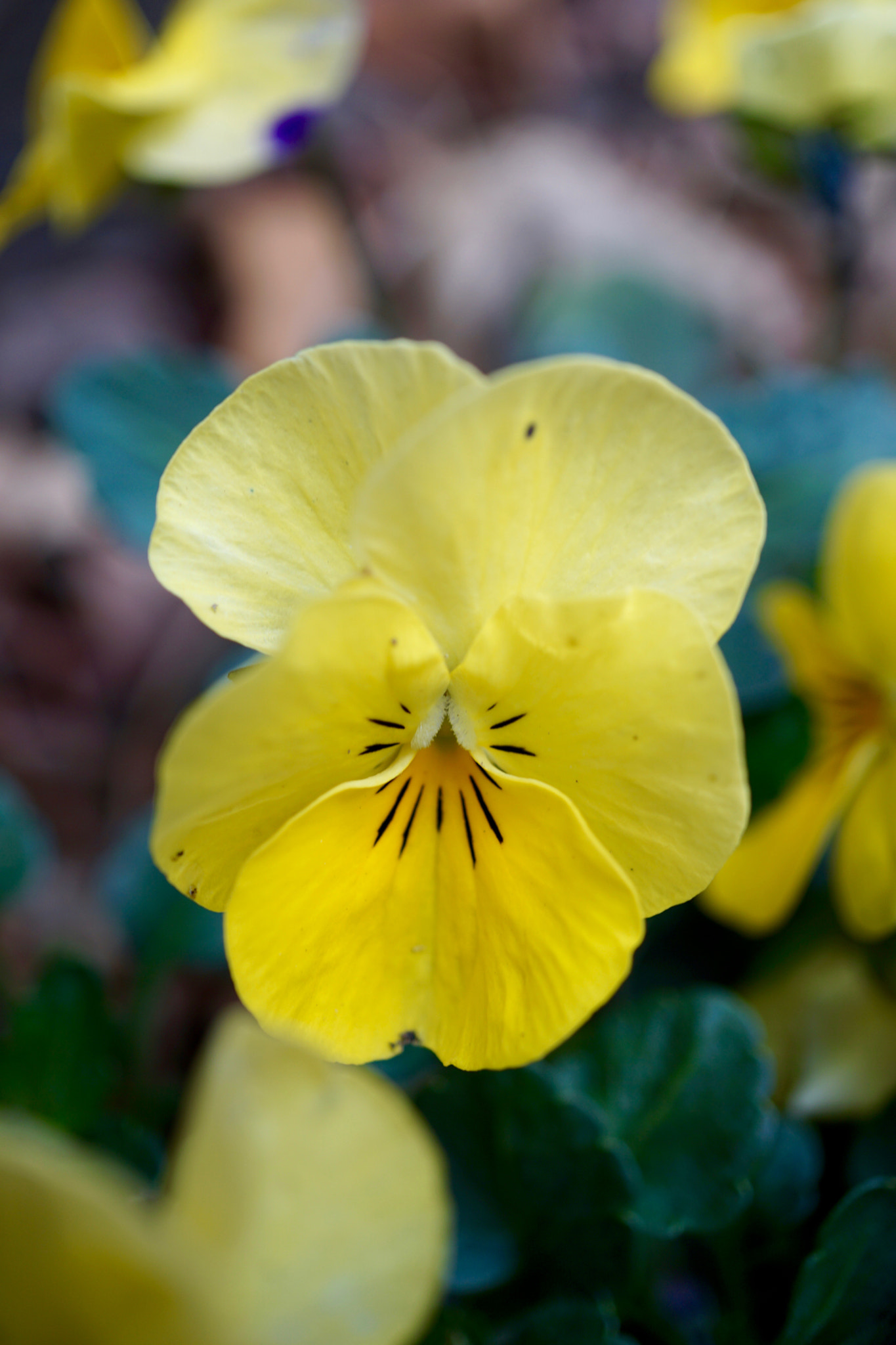 Sony E 30mm F3.5 sample photo. Yellow pansy photography