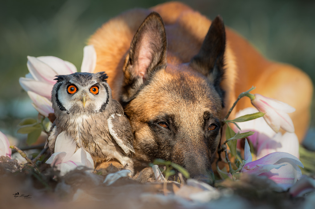 Flowers by Tanja Brandt on 500px.com