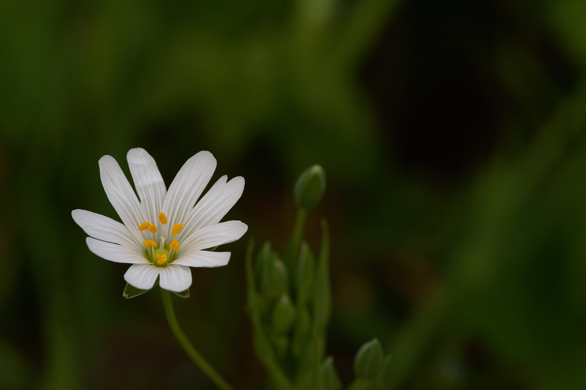 Stellaire holostée