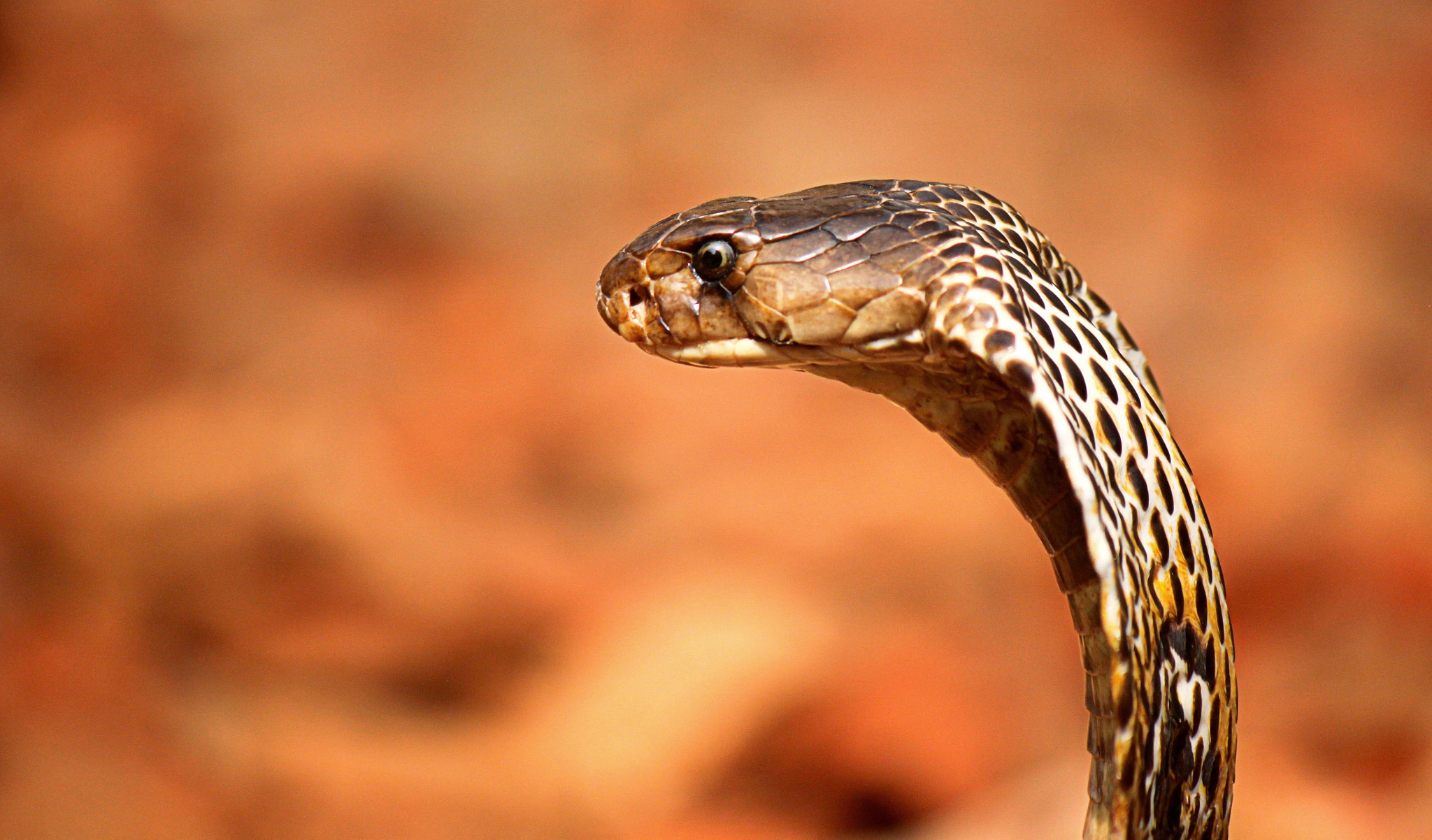 Cobra A01