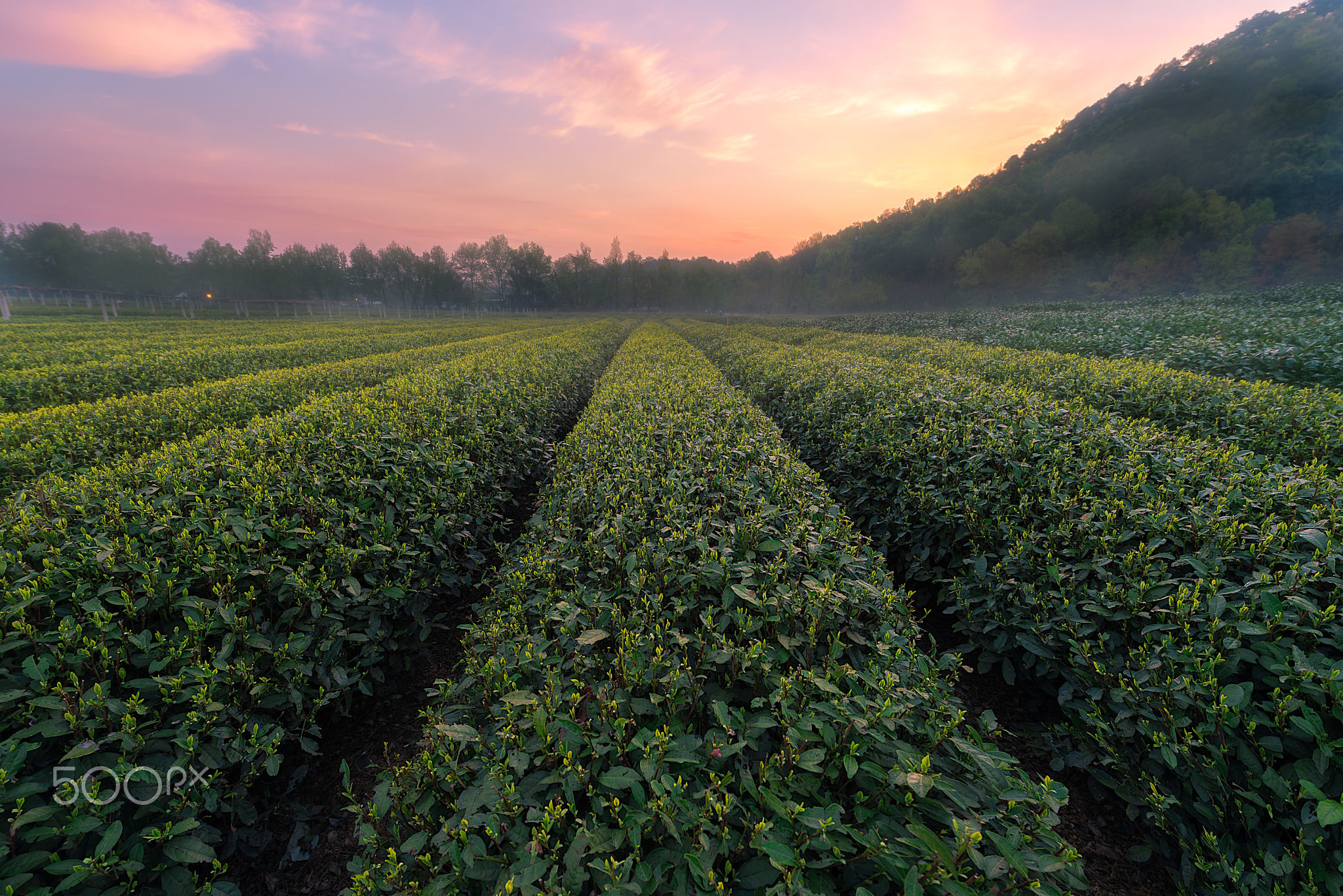 Longjing