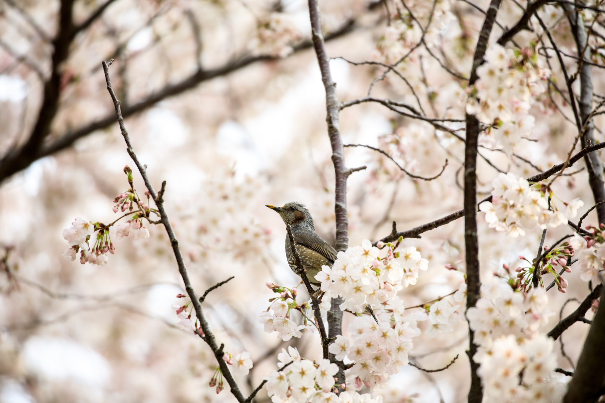 桜とヒヨドリ 2