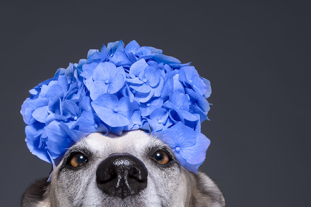 Spring? Where? by Elke Vogelsang on 500px.com