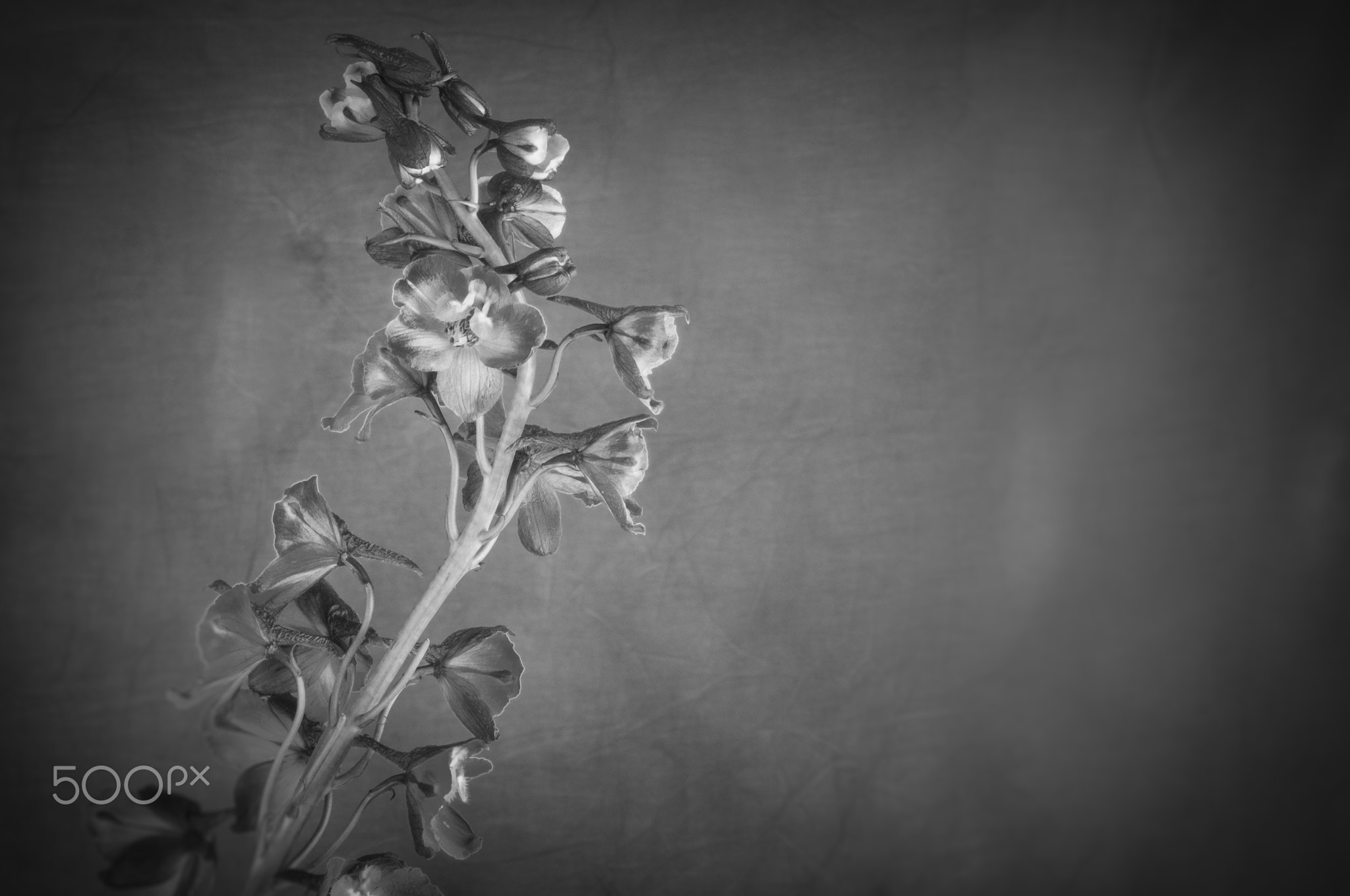 Beautiful and tall Delphineum flower in bloom