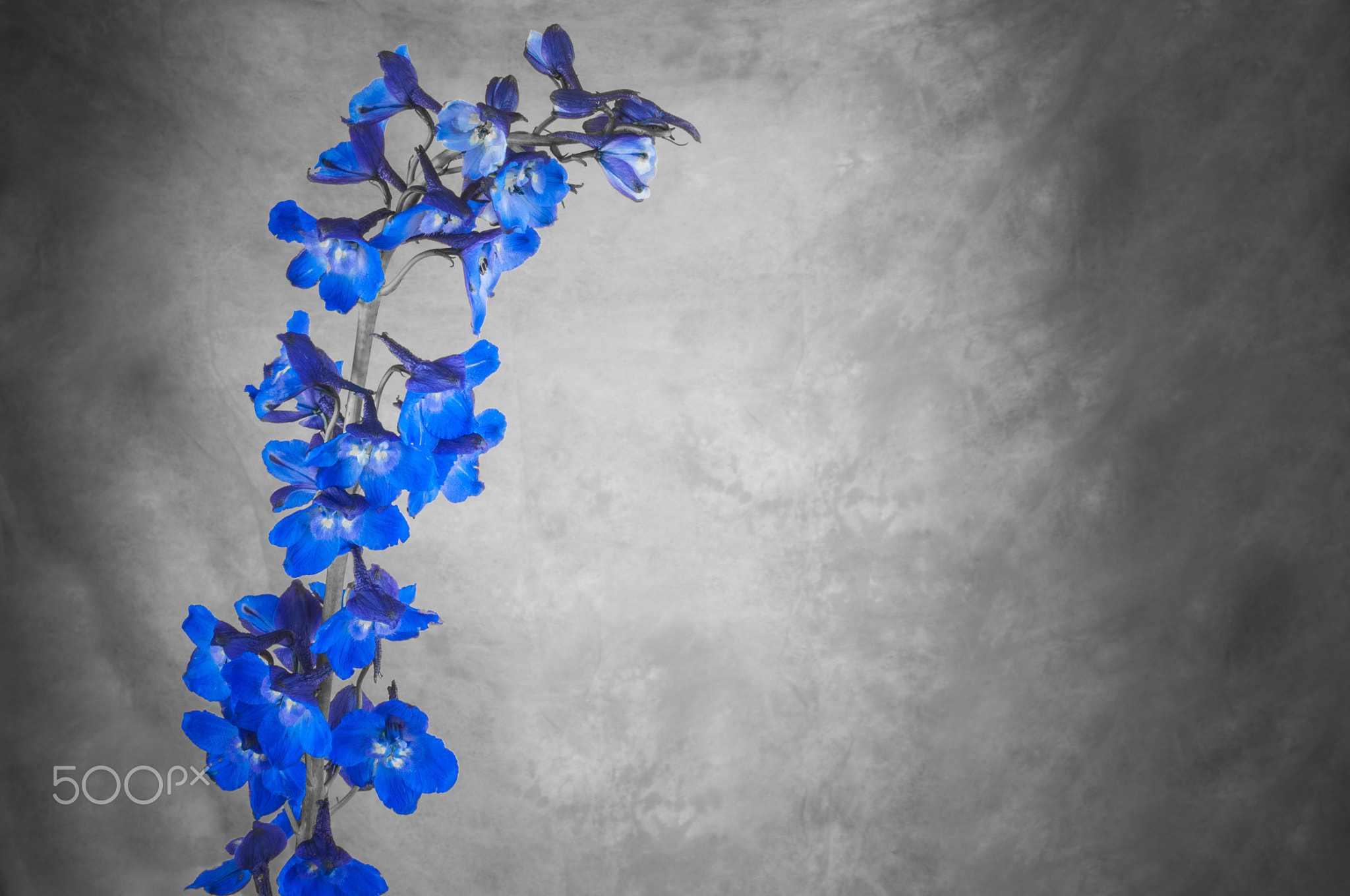 Beautiful and tall Delphineum flower in bloom