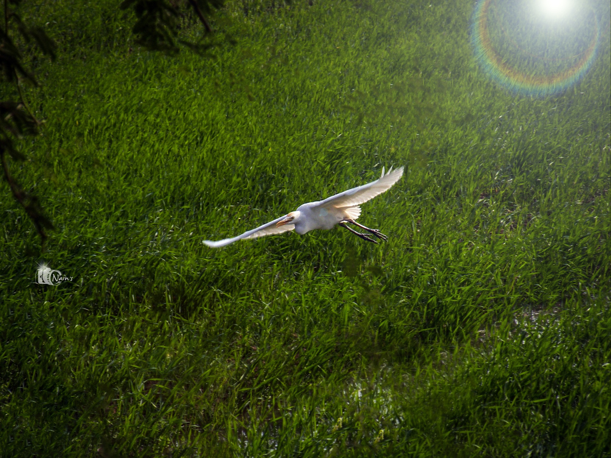 Stork Landing...