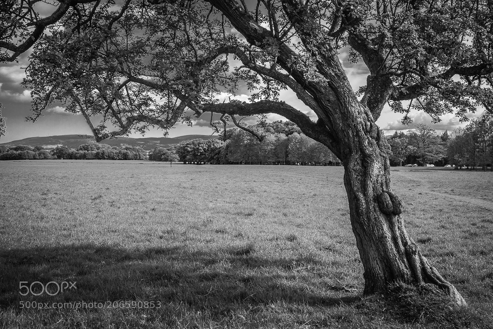 Canon EOS 400D (EOS Digital Rebel XTi / EOS Kiss Digital X) sample photo. Phoenix tree photography
