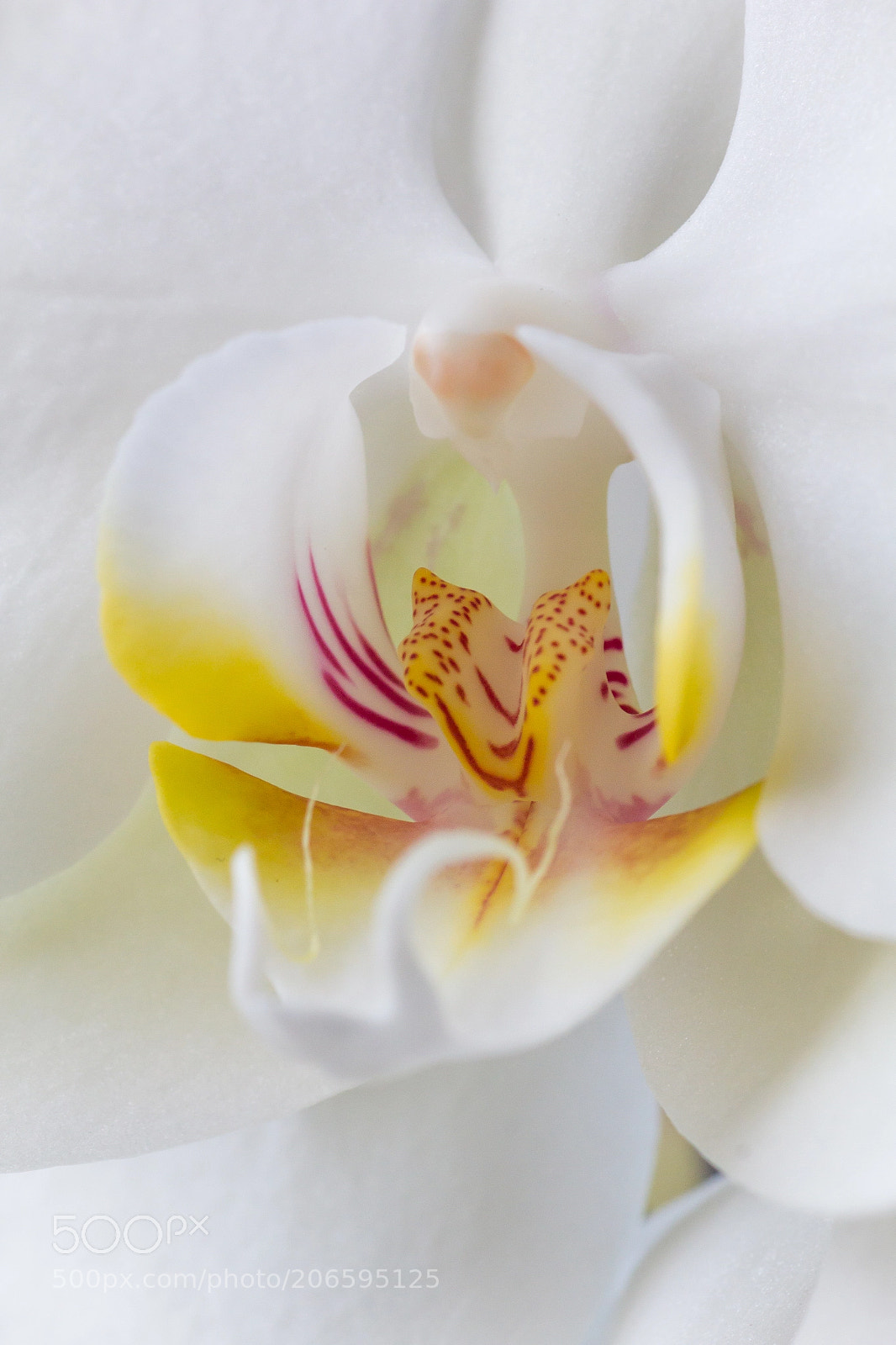 Canon EOS 60D sample photo. Img photography