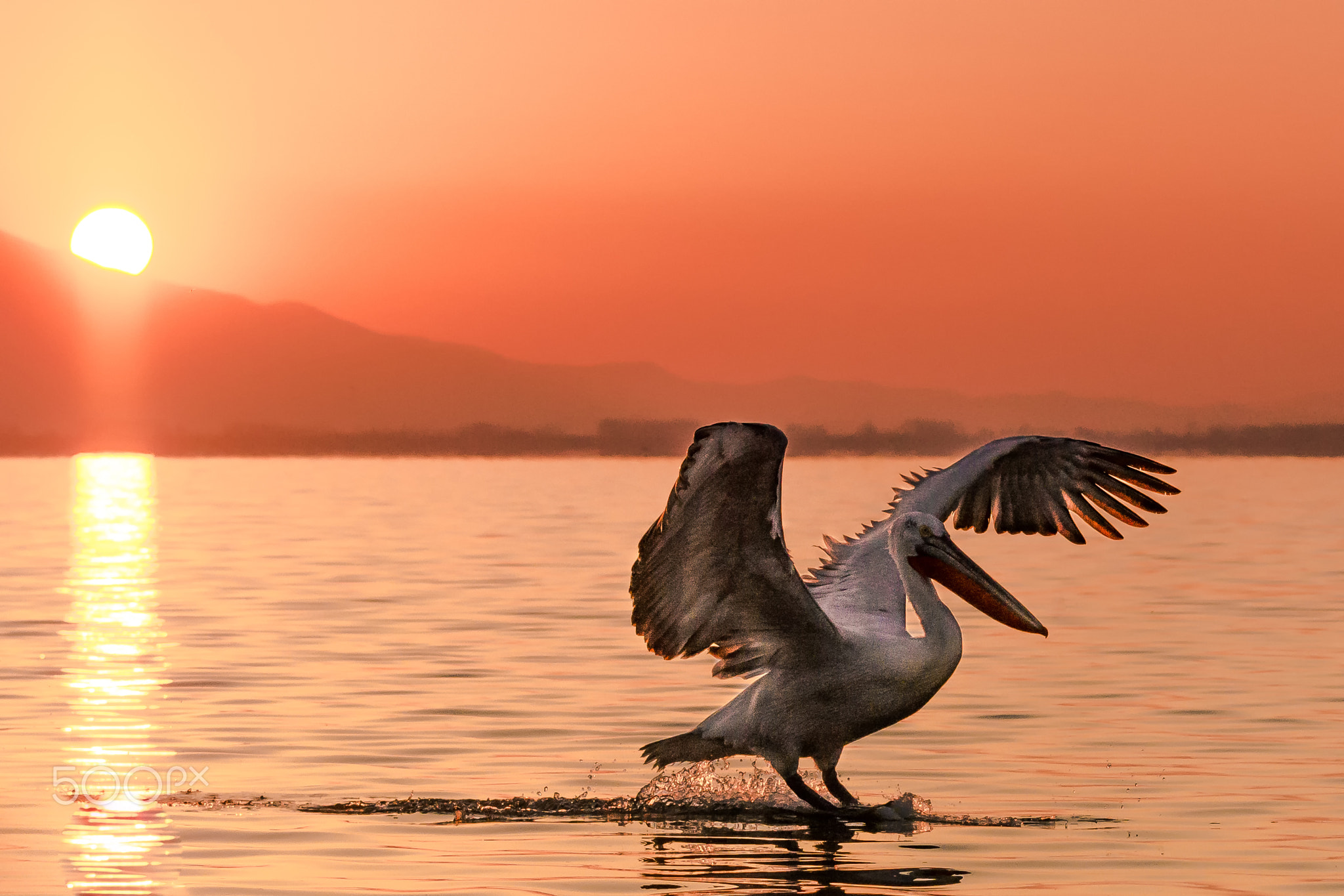 Pelican at Kerkini Lake