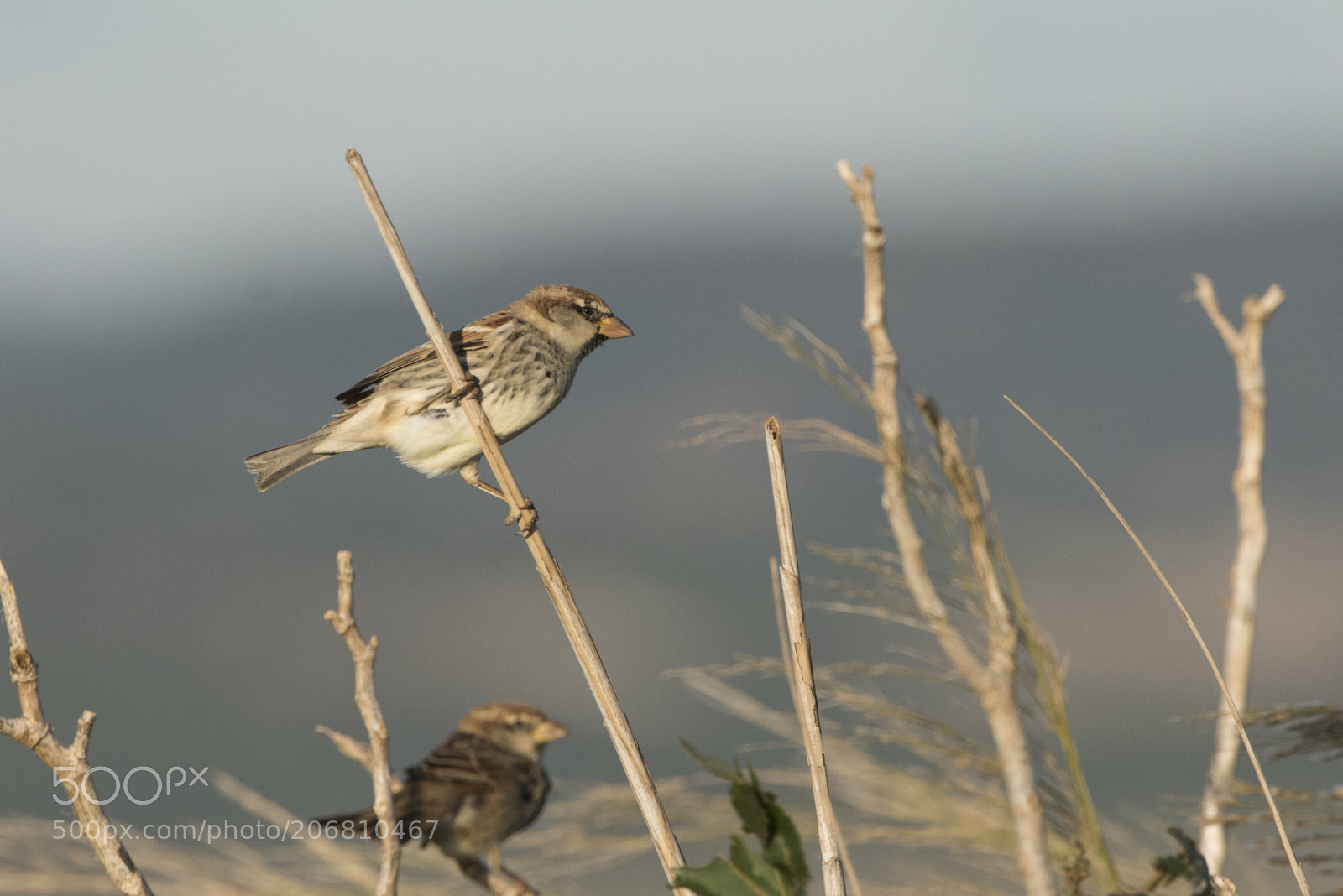 Nikon D810 sample photo. Spanish sparrow passer hispaniolensis photography