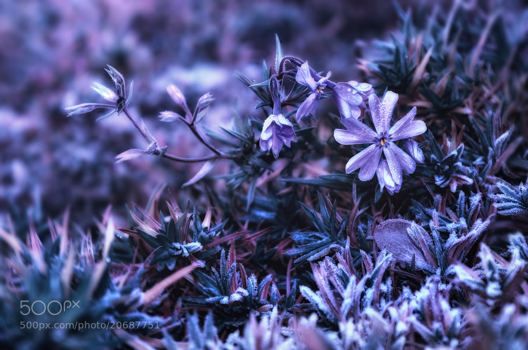 Winter Flower
