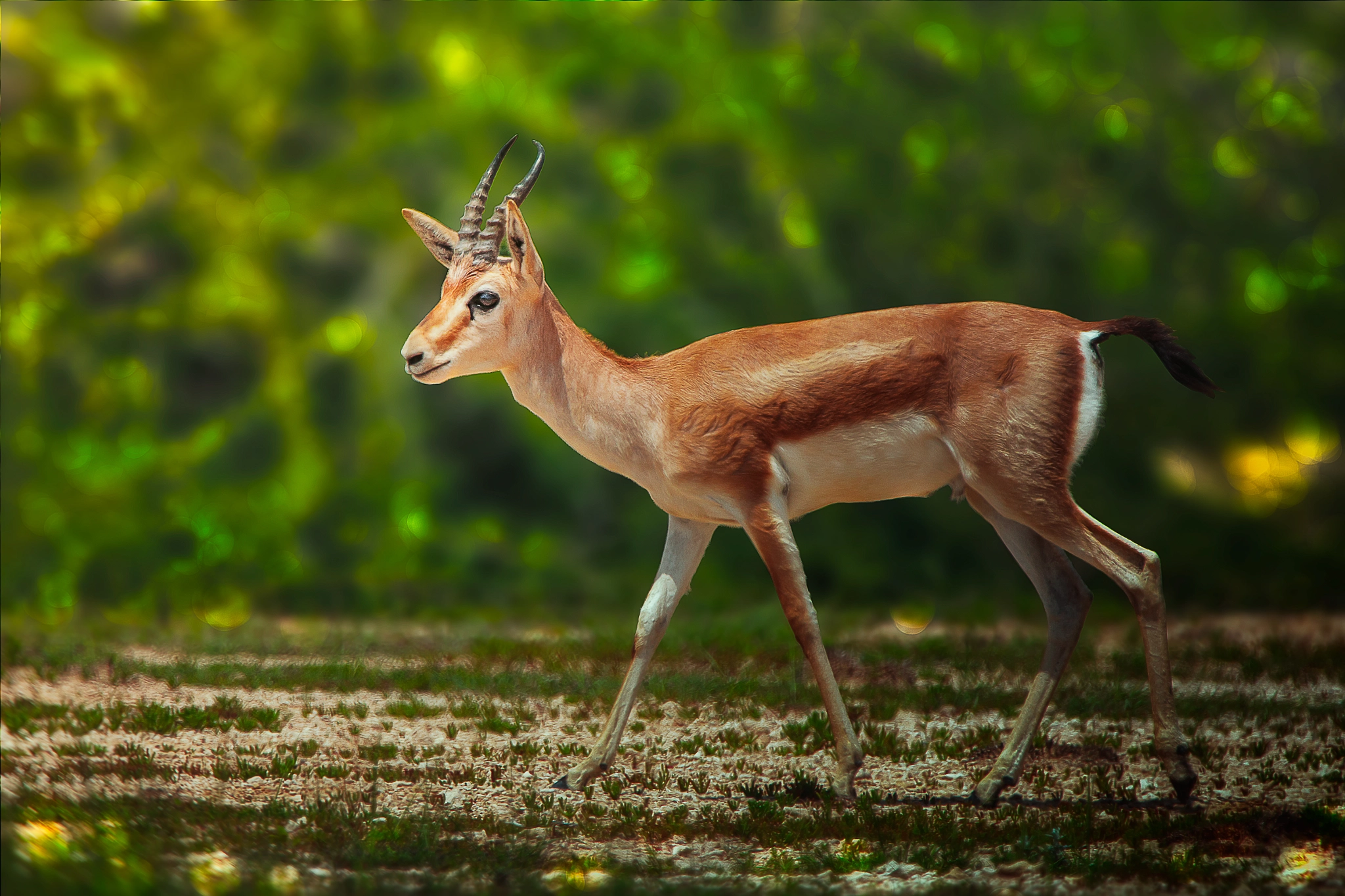 Male Gazelle...