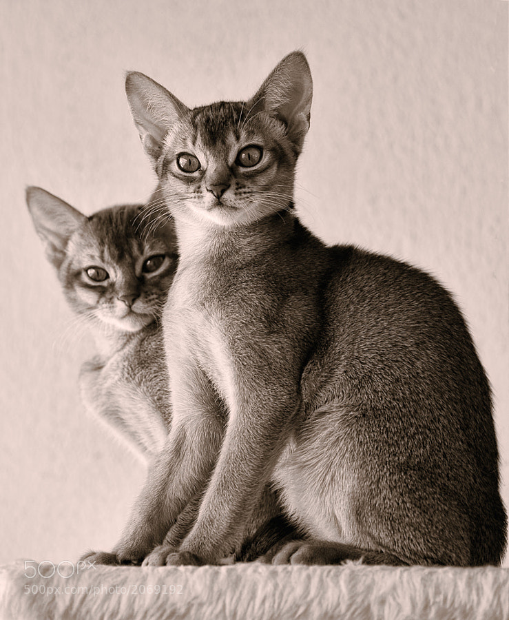 Abyssinian Kittens by Ari Salmela
