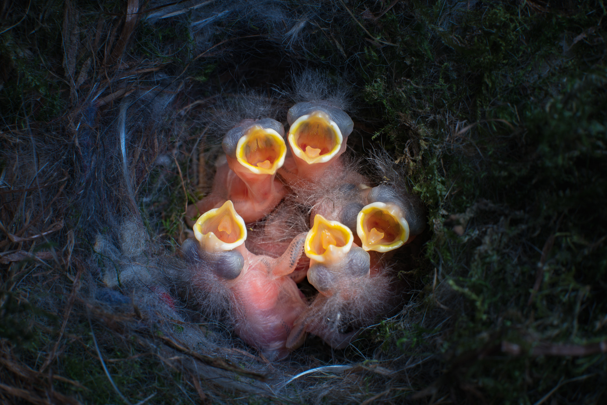 Baby birds open mouths
