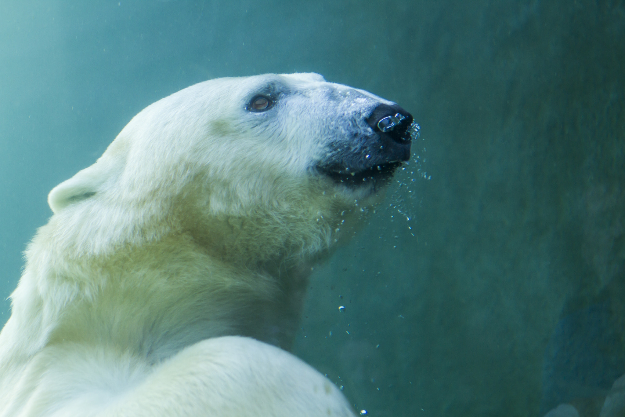 Underwater Polar Bear by Ken Colwell / 500px